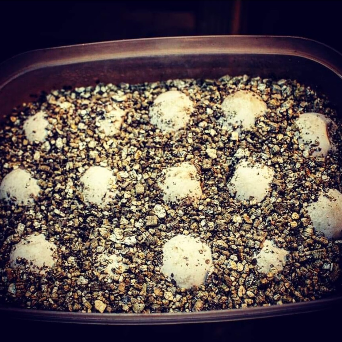 Aligator Snapping Turtle Eggs