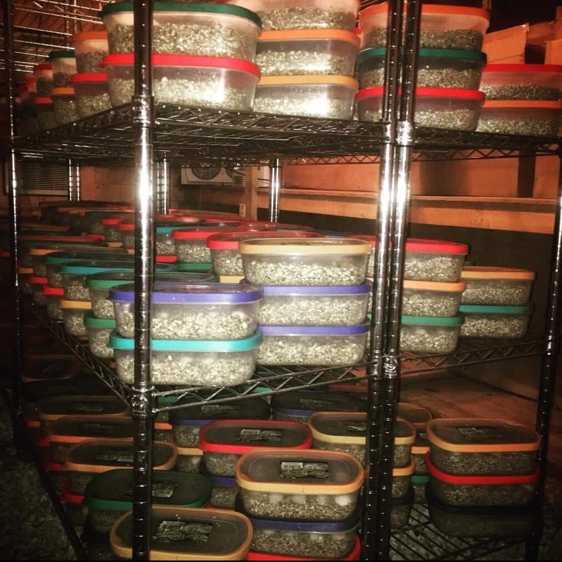 Aligator Snapping Turtle Egg containers