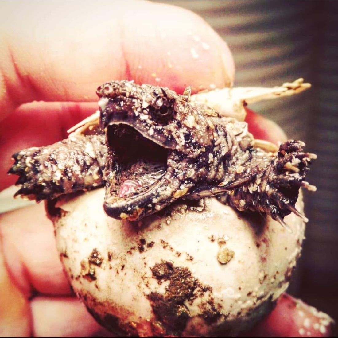 Aligator Snapping Turtle incubating