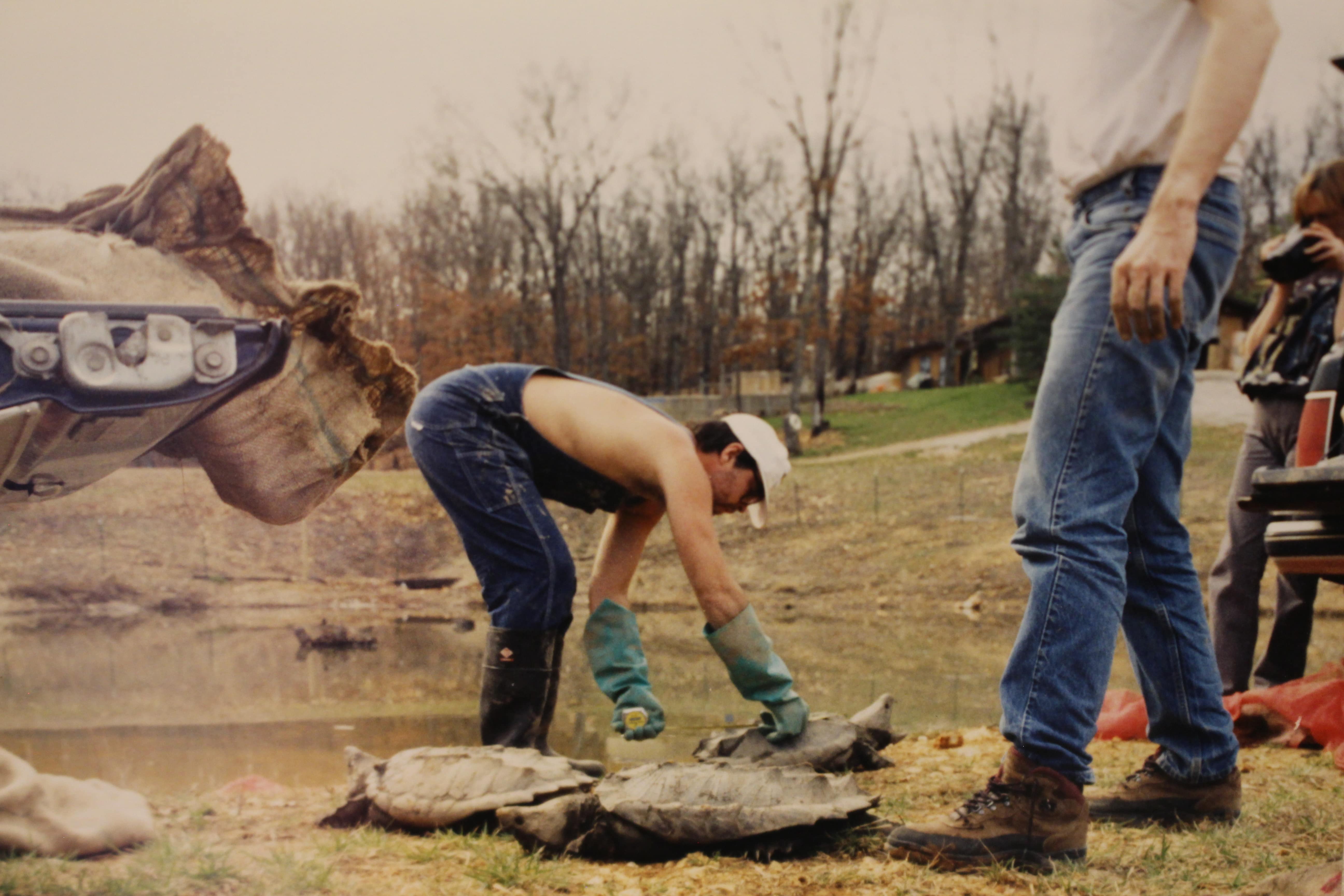 Alligator Snapping Turtle image
