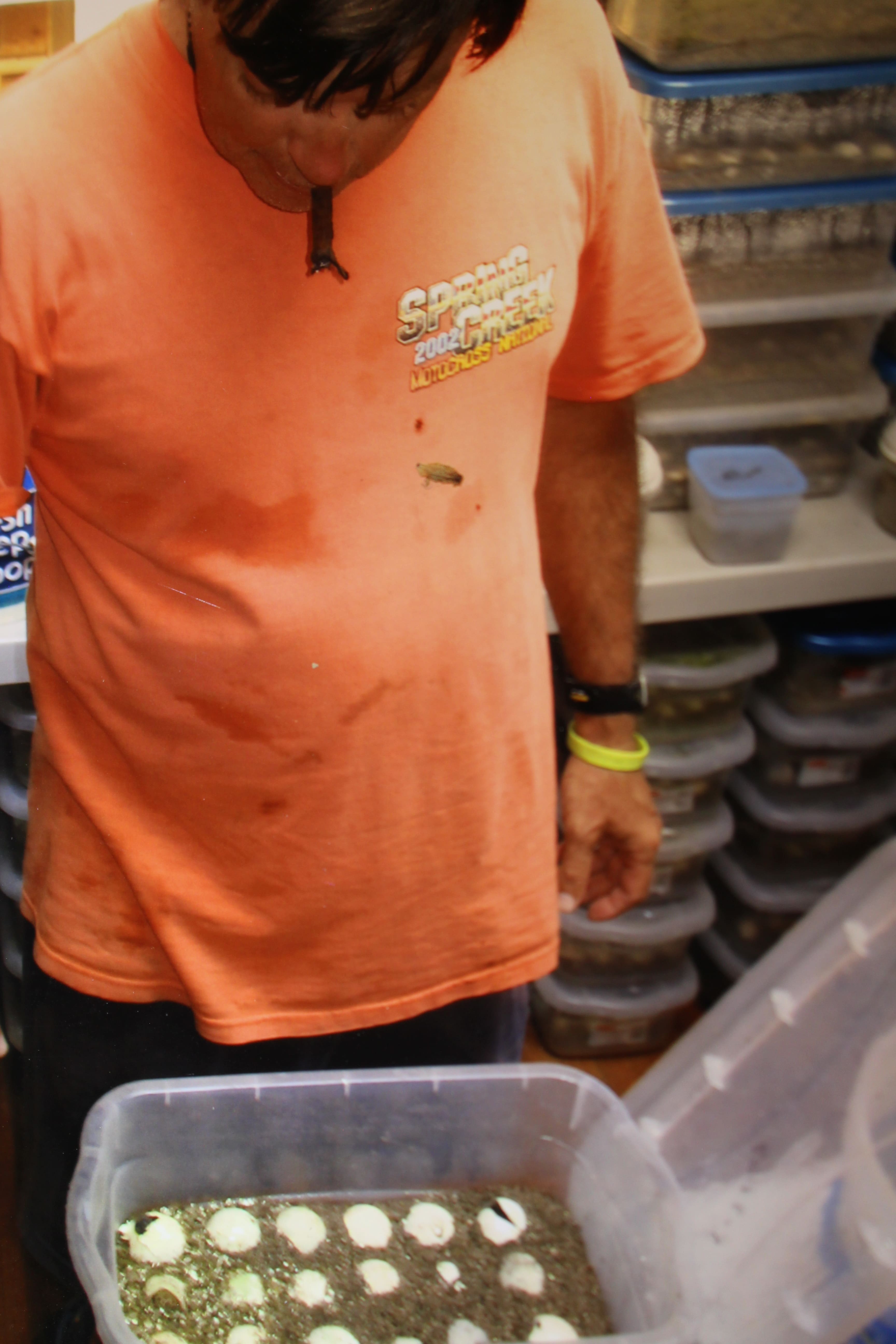 Alligator Snapping Turtle image