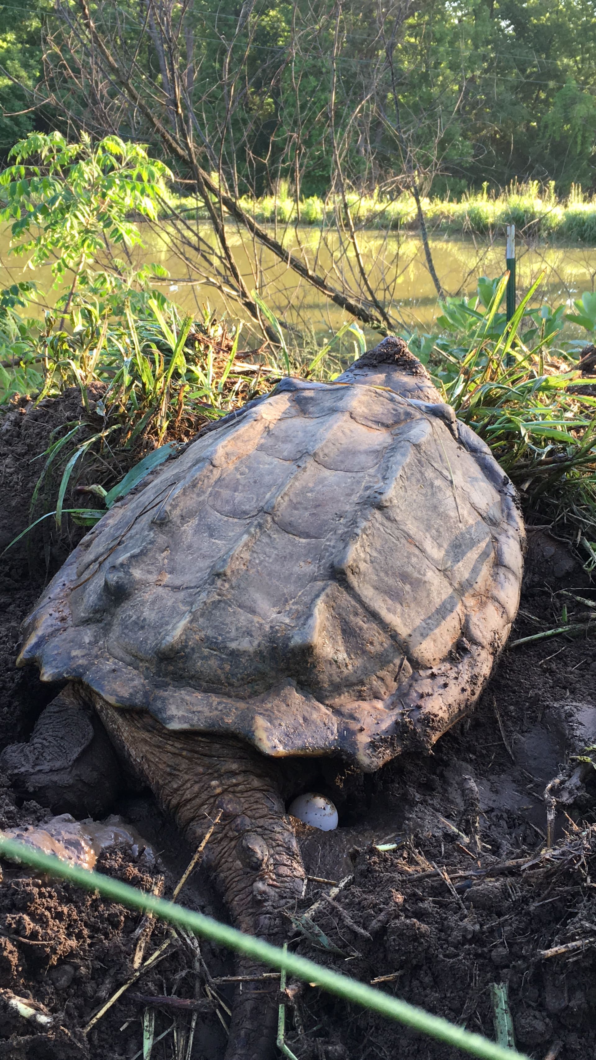 alligator snapping turtle picture