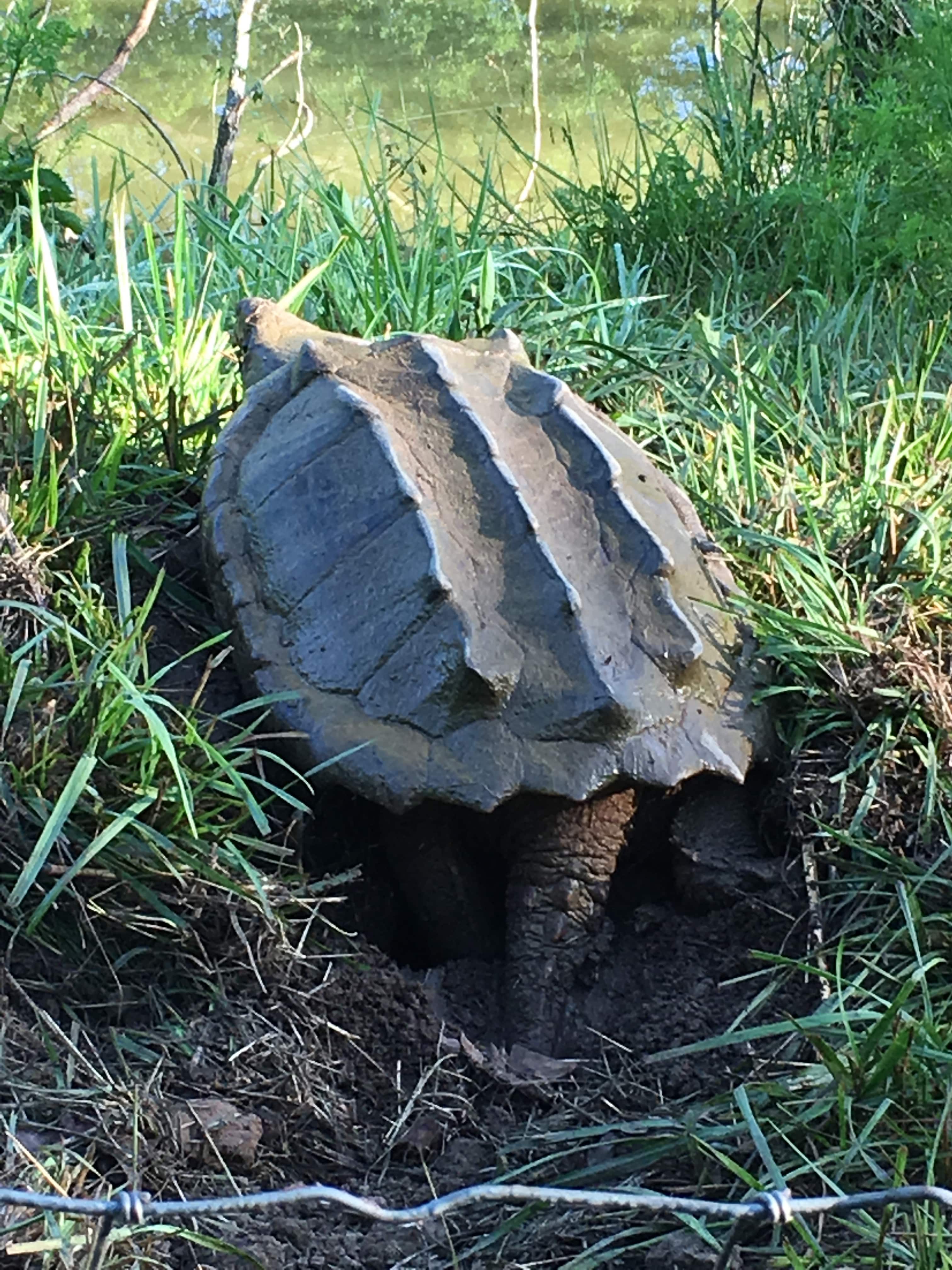 alligator snapping turtle picture