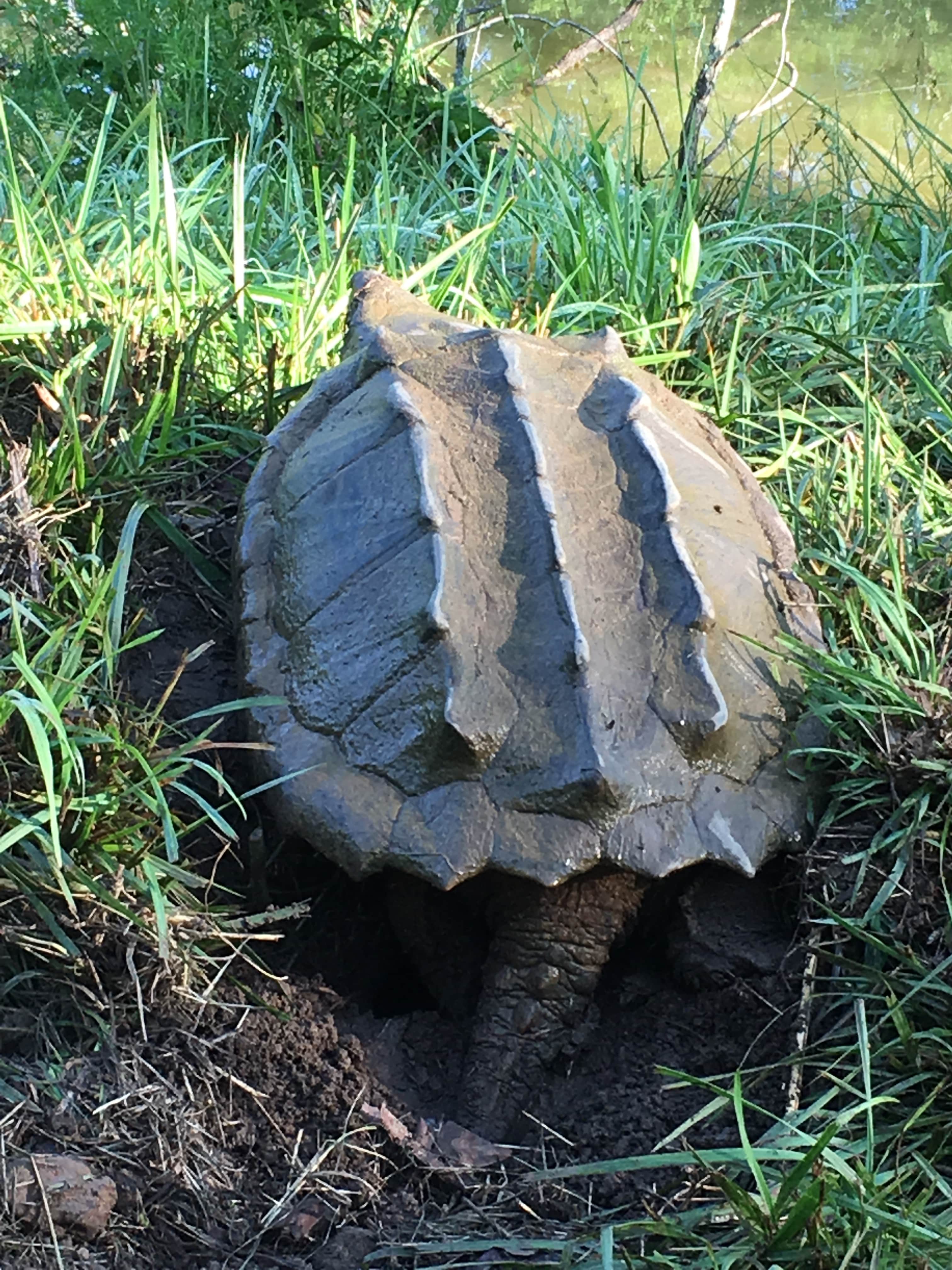 alligator snapping turtle picture