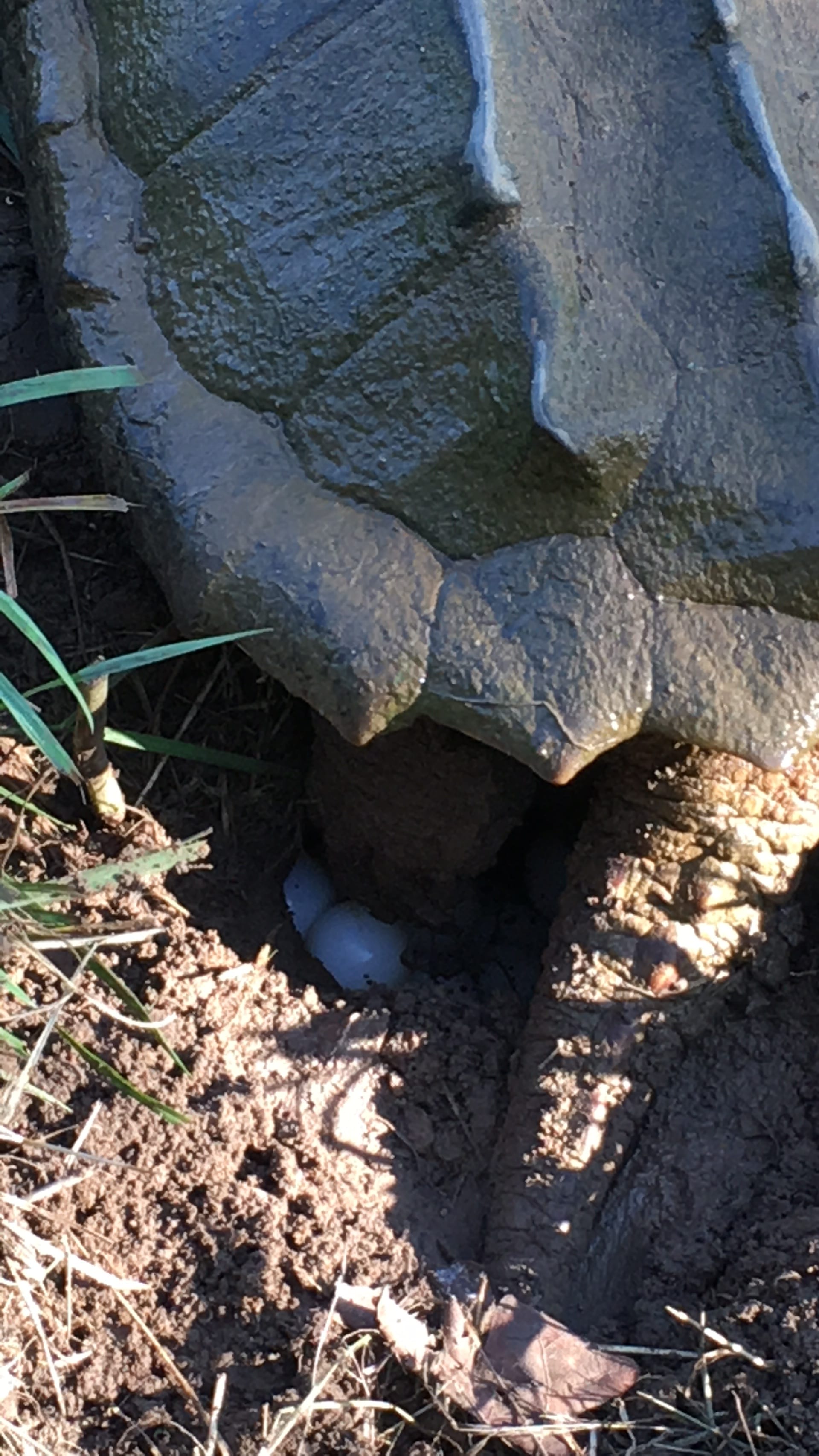 alligator snapping turtle picture