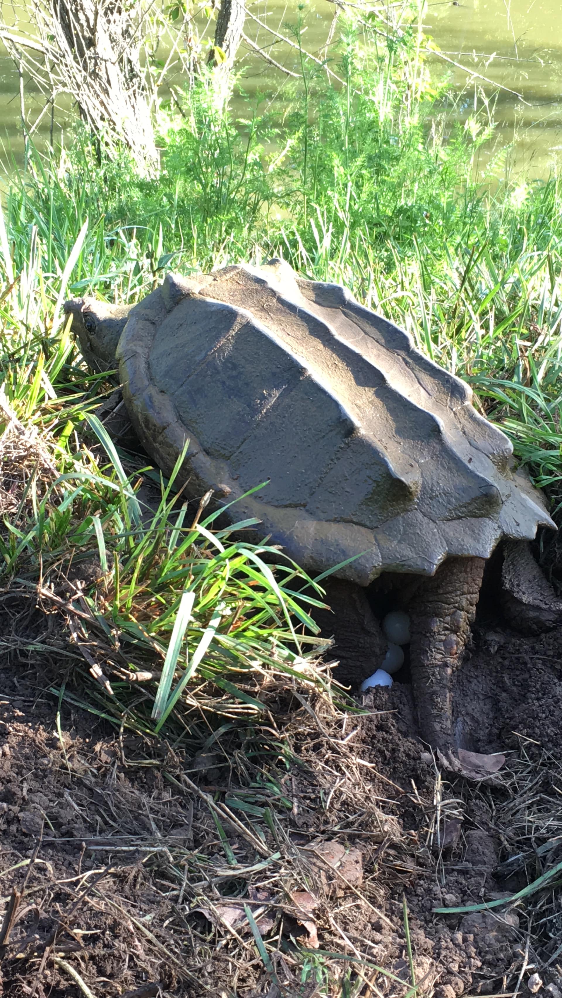 alligator snapping turtle picture