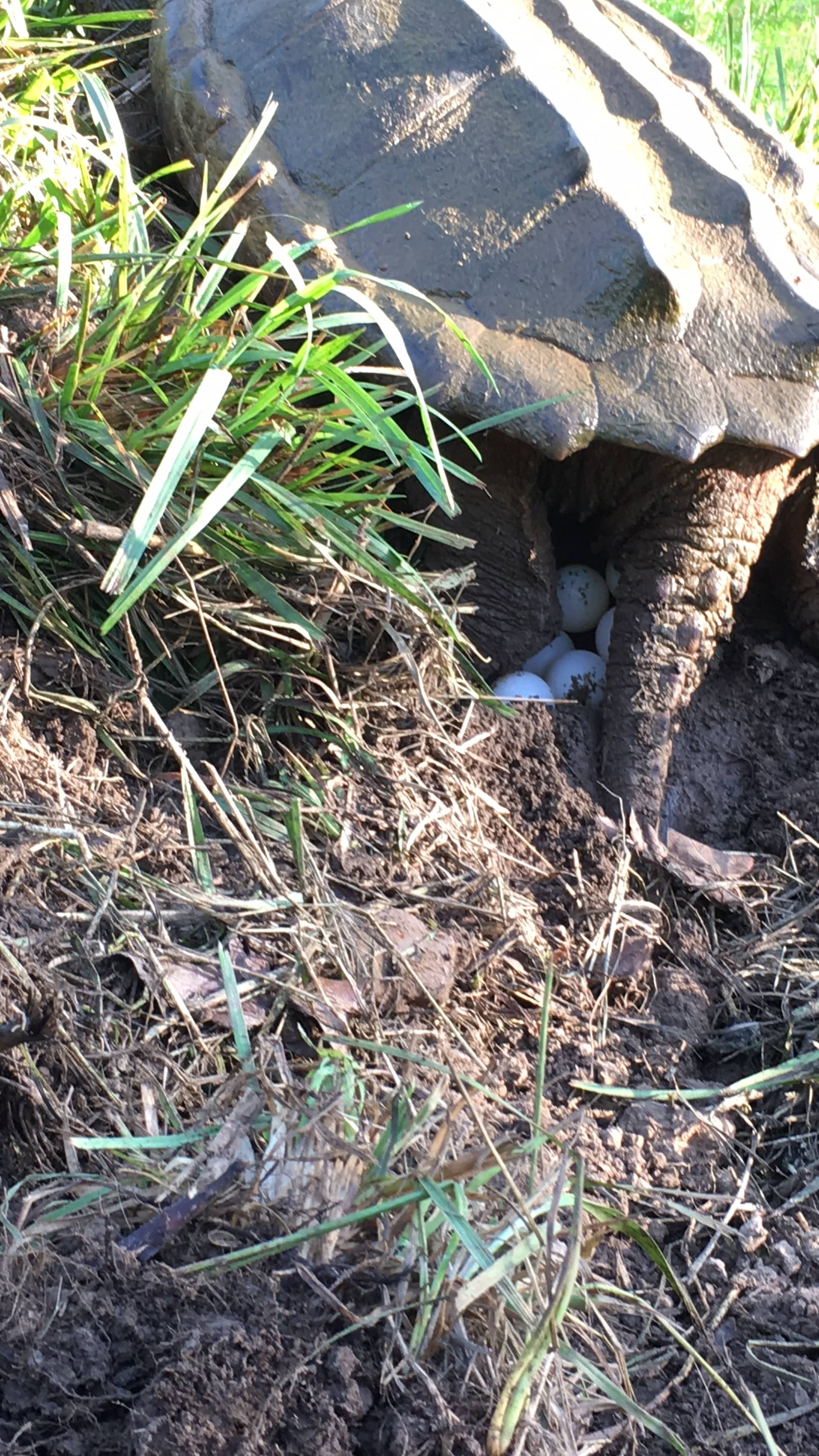 alligator snapping turtle picture