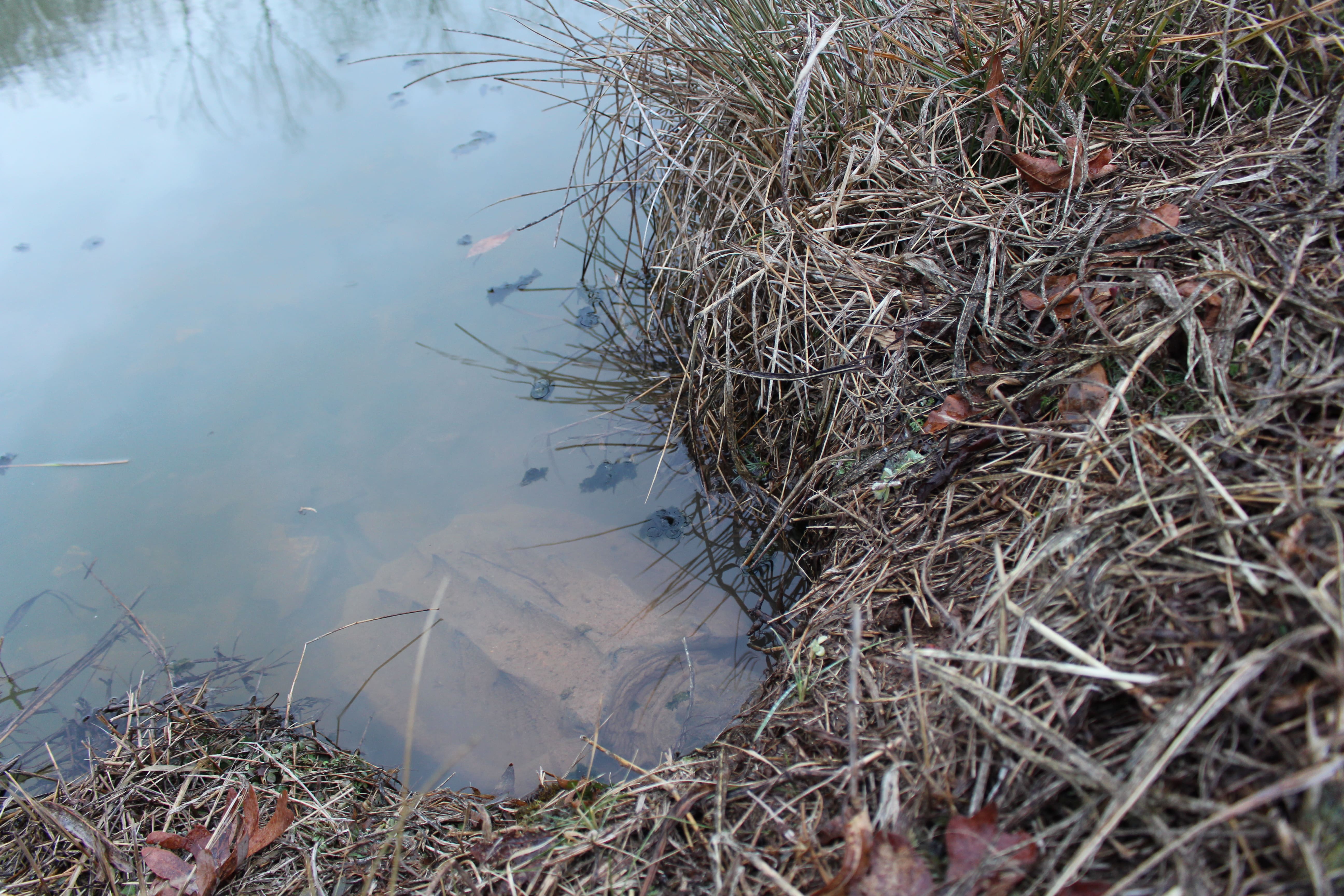 alligator snapping turtle picture