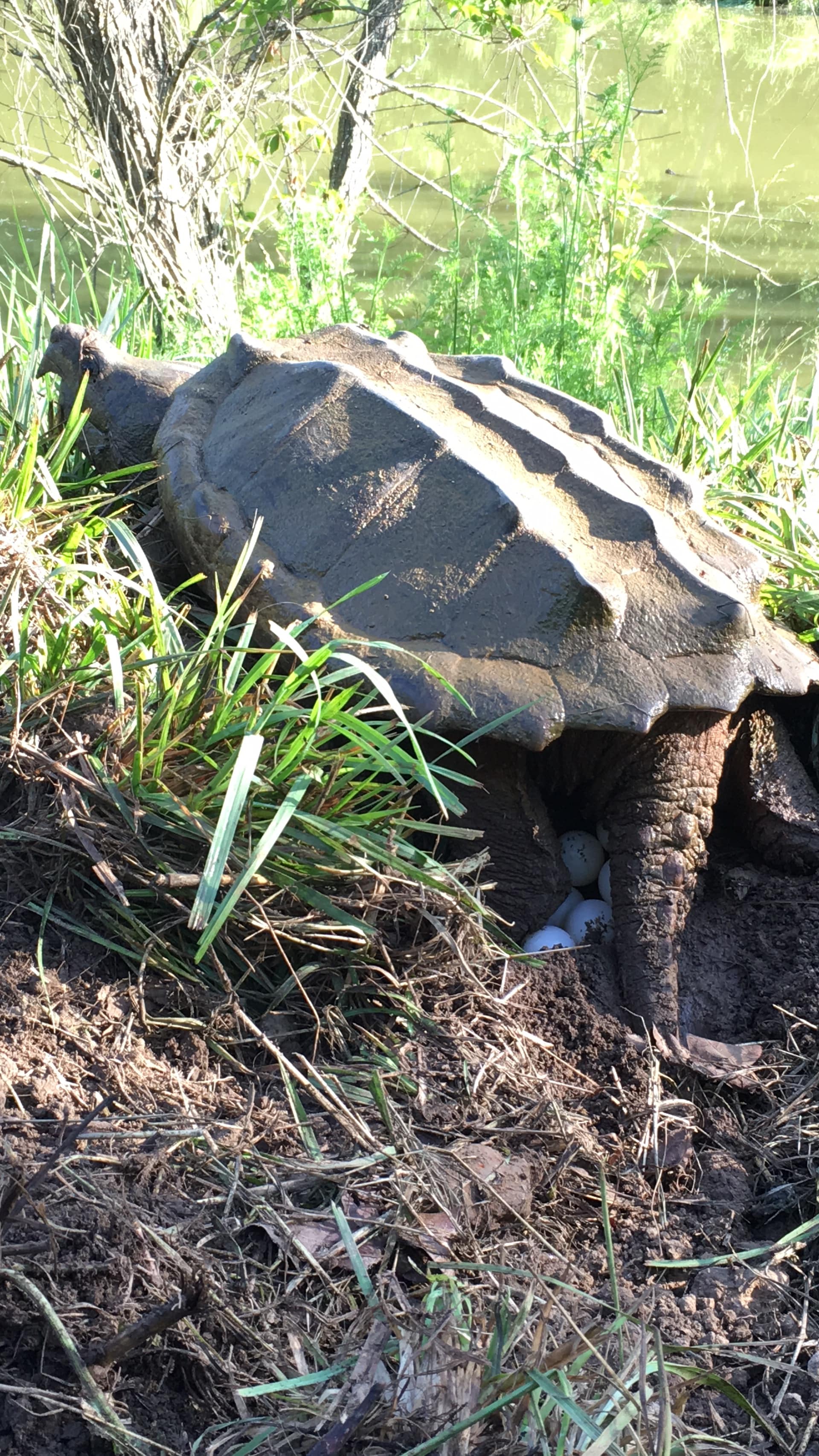 alligator snapping turtle picture