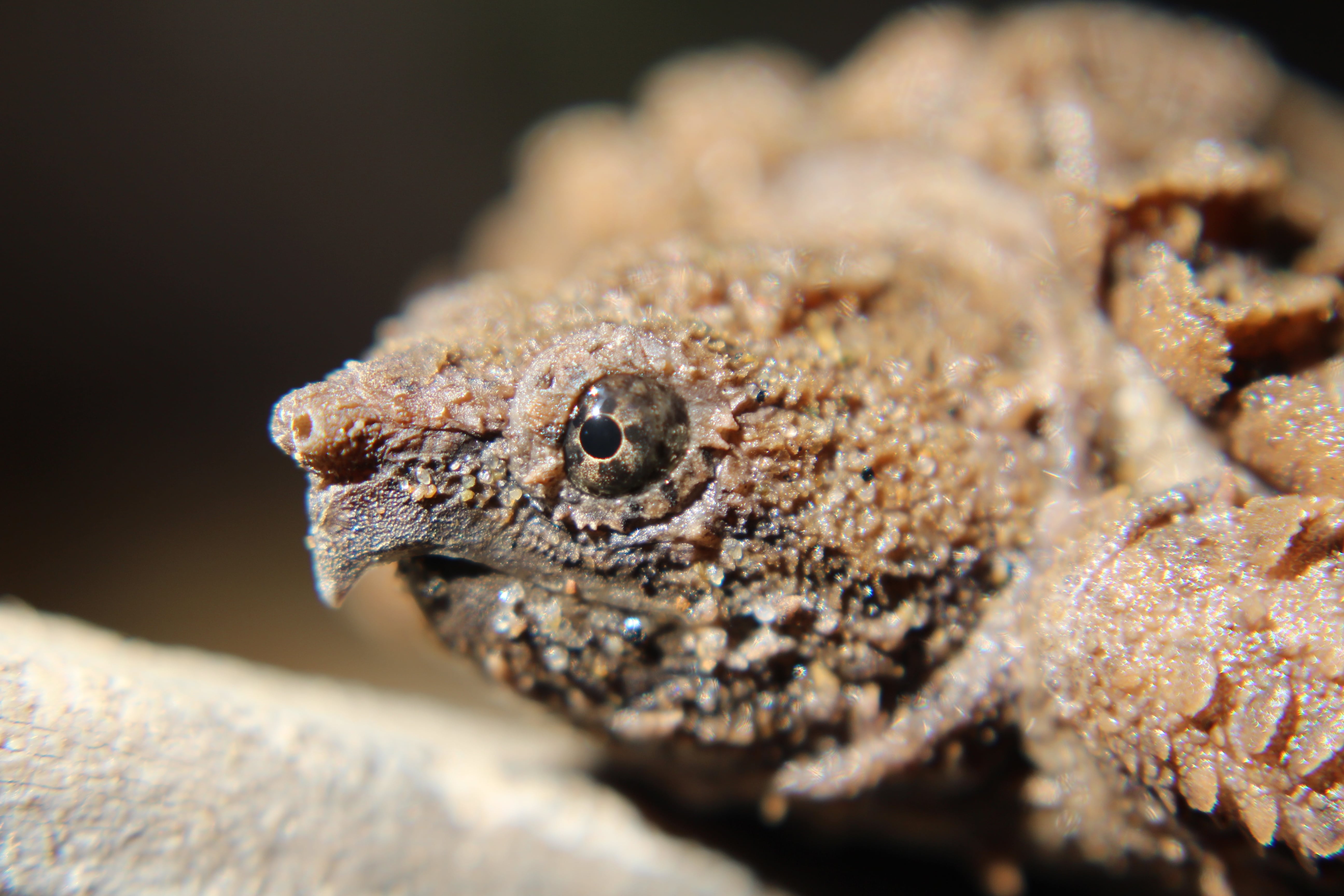 alligator snapping turtle picture