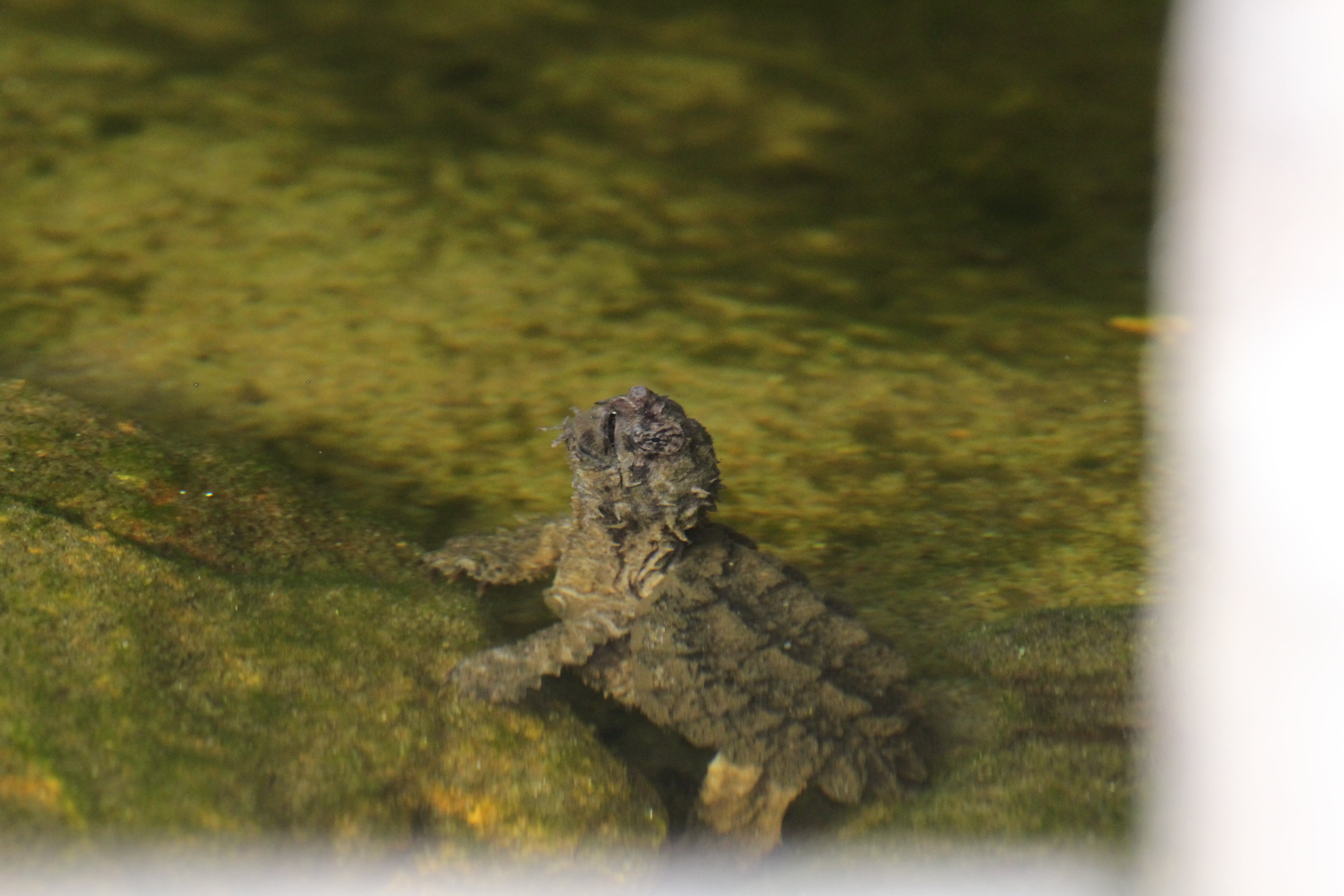 alligator snapping turtle picture