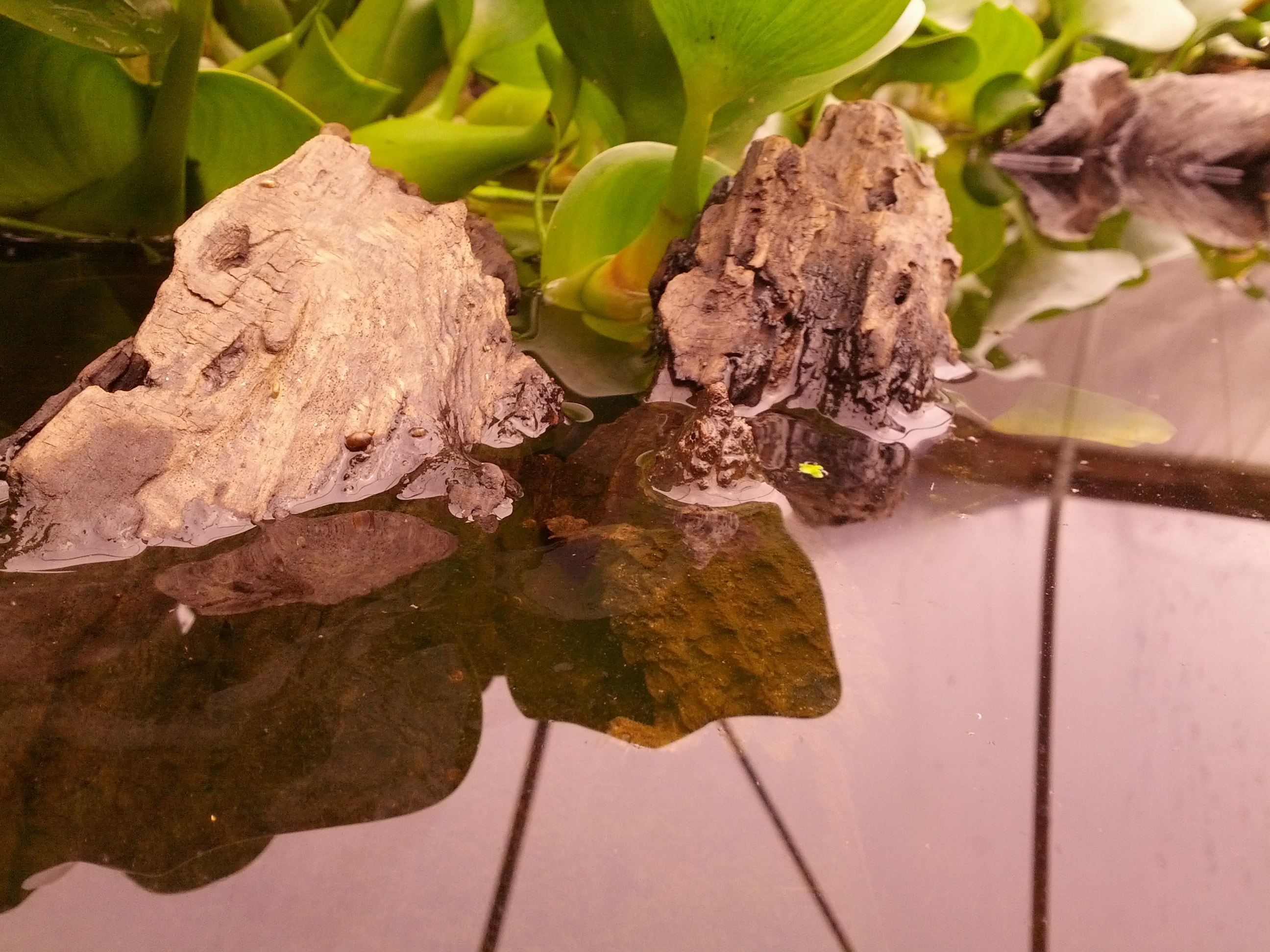 alligator snapping turtle picture