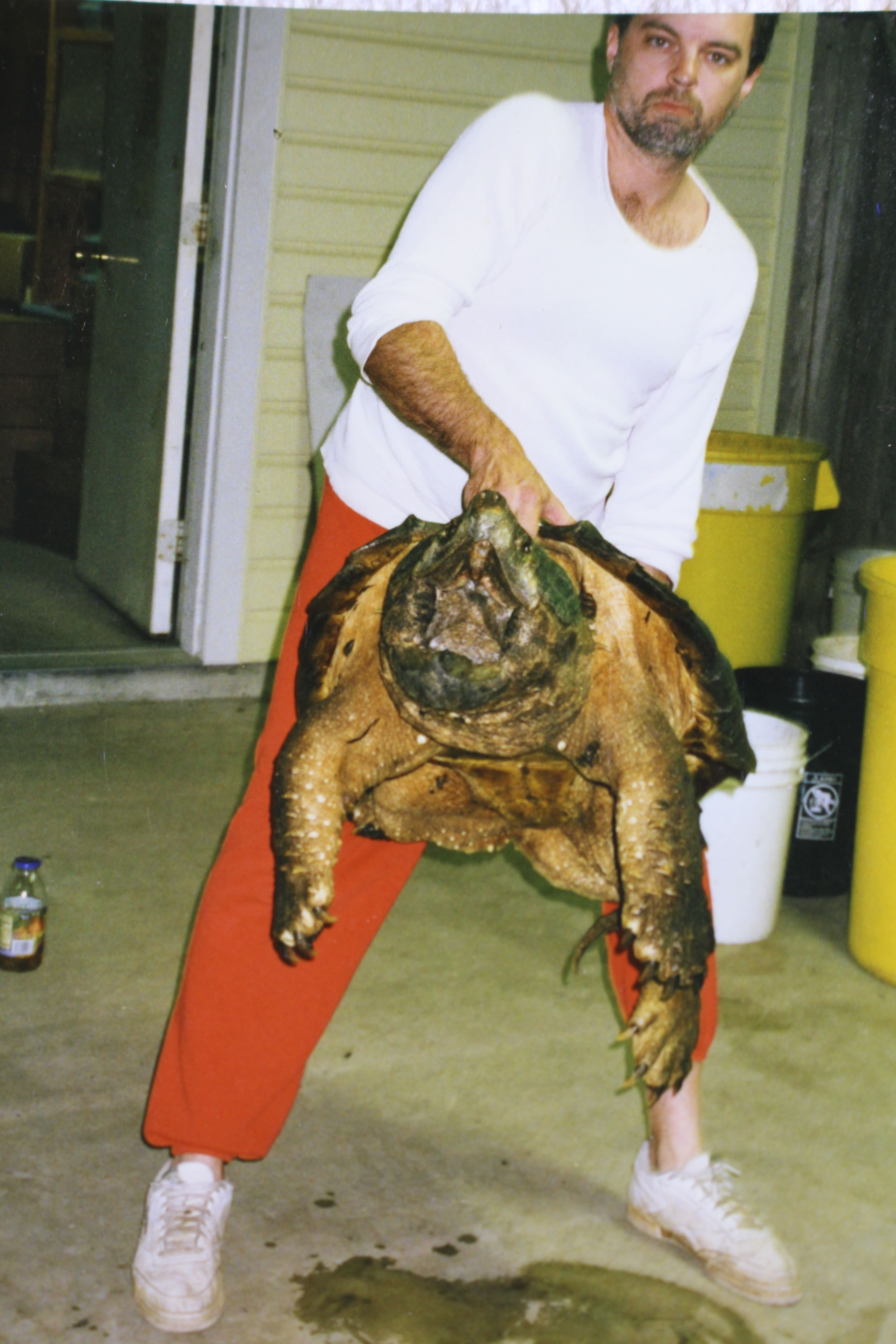 alligator snapping turtle picture