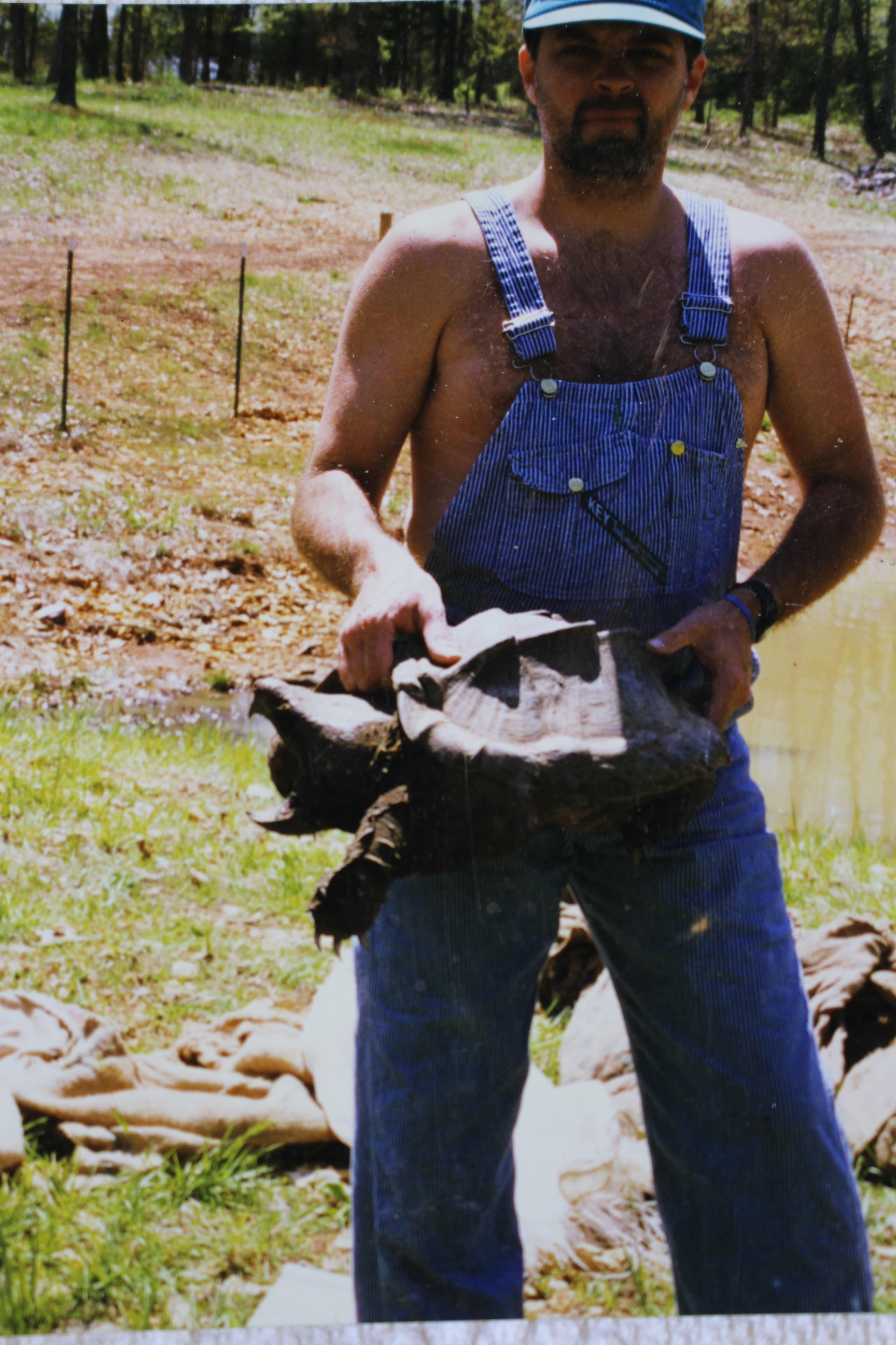 alligator snapping turtle picture