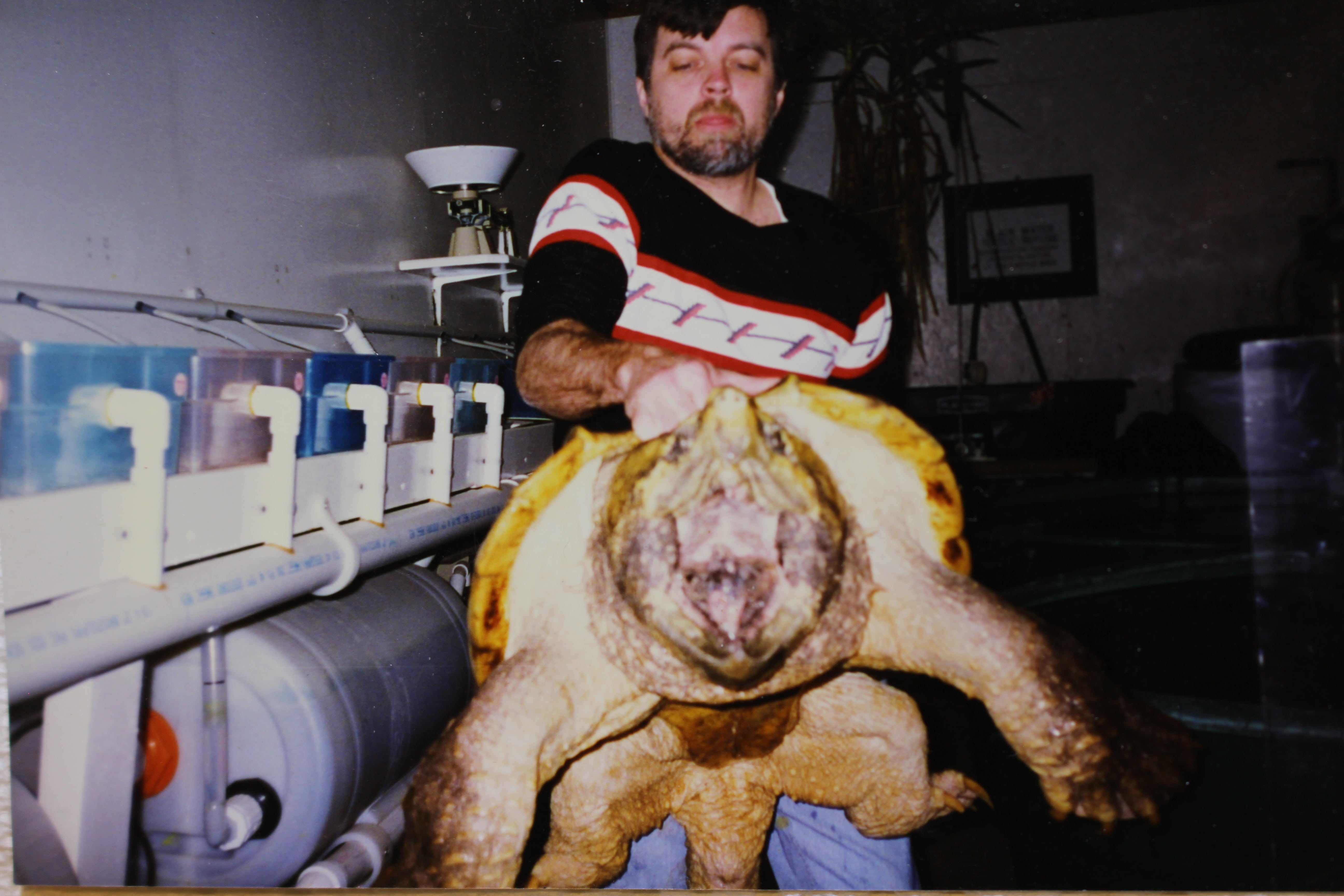 alligator snapping turtle picture