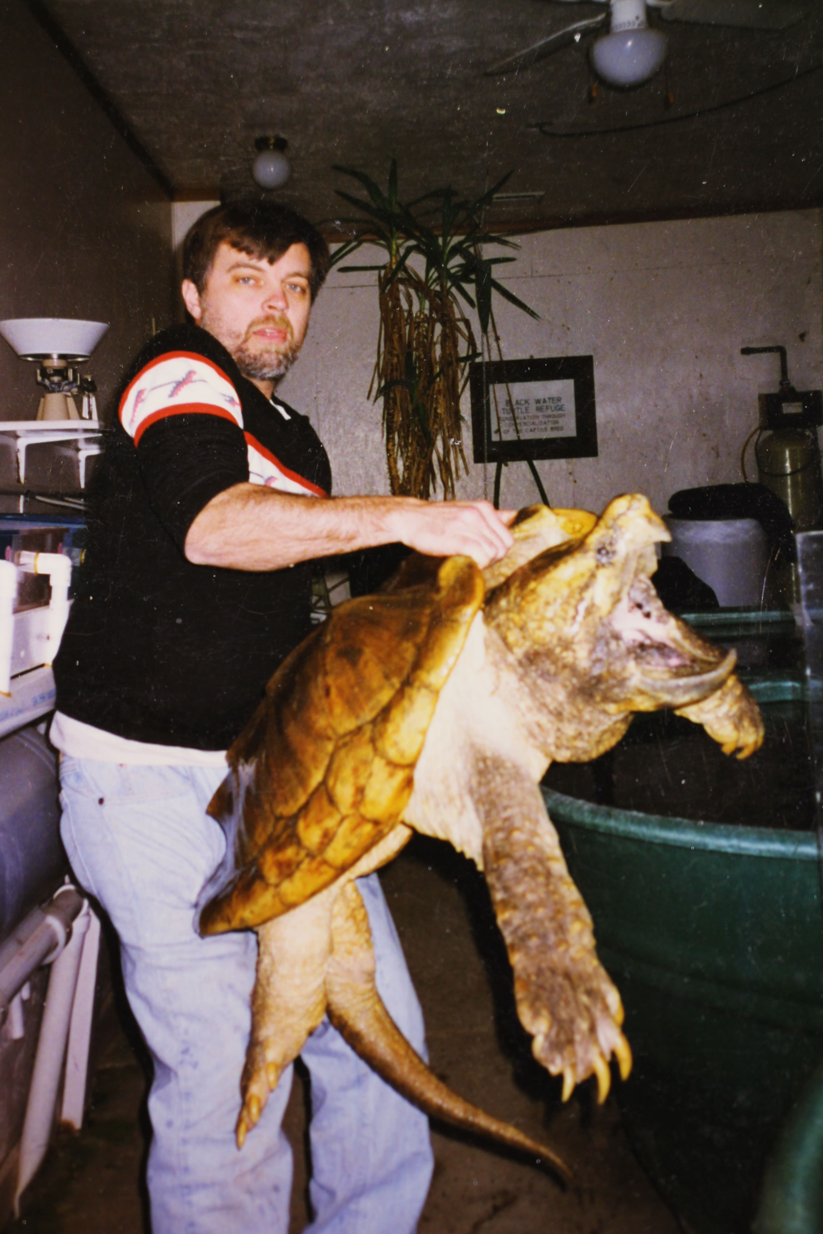 alligator snapping turtle picture