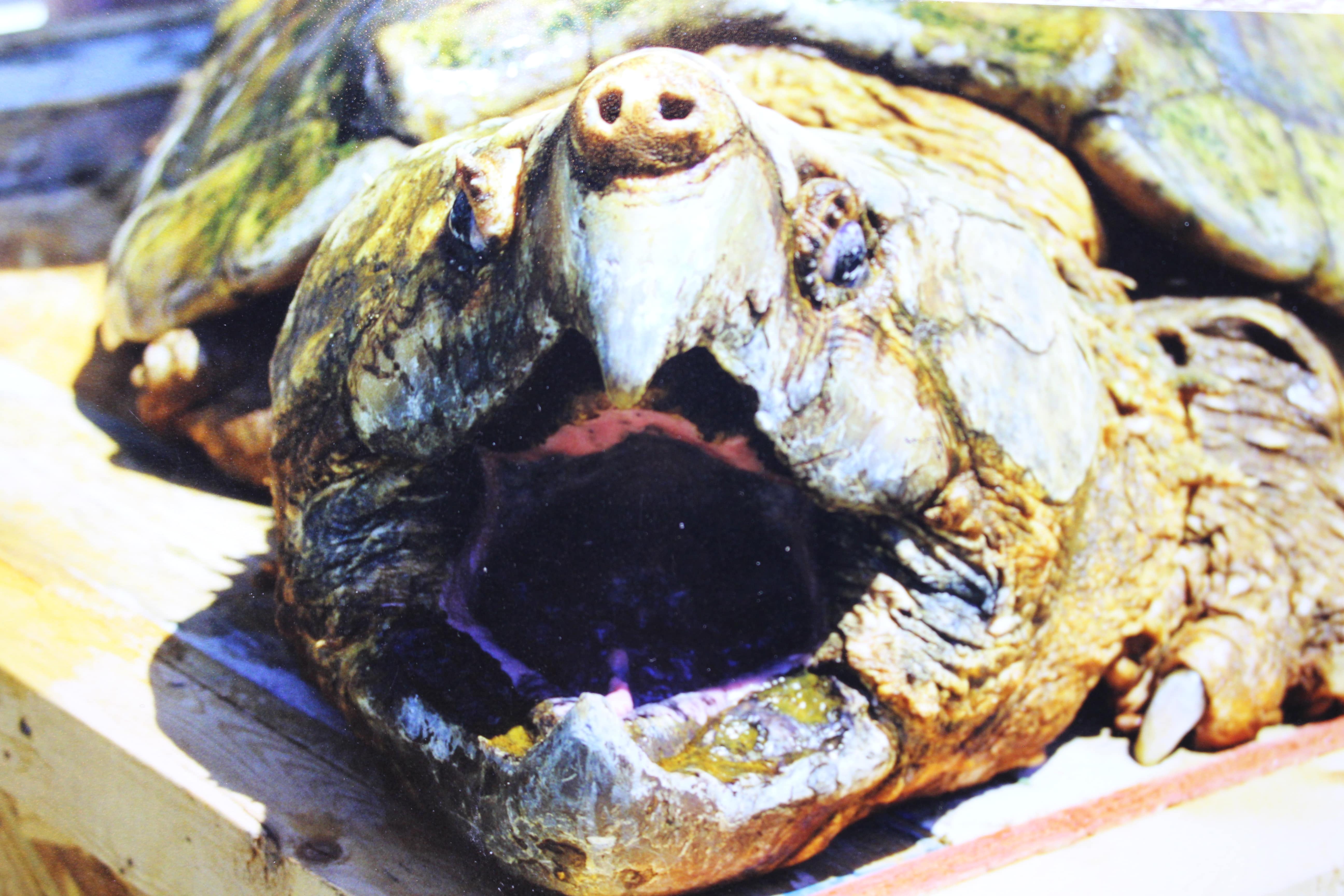 alligator snapping turtle picture