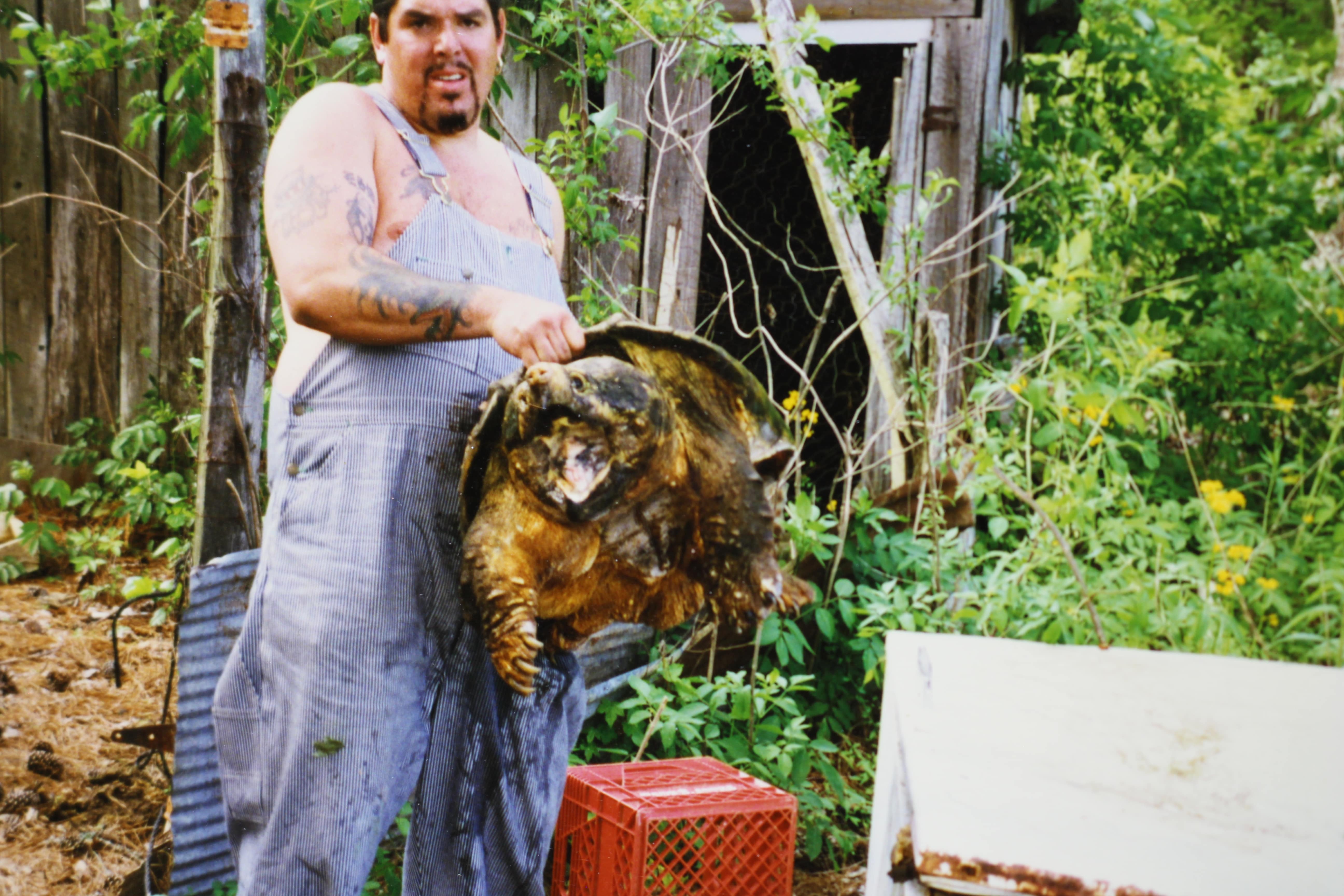 alligator snapping turtle picture