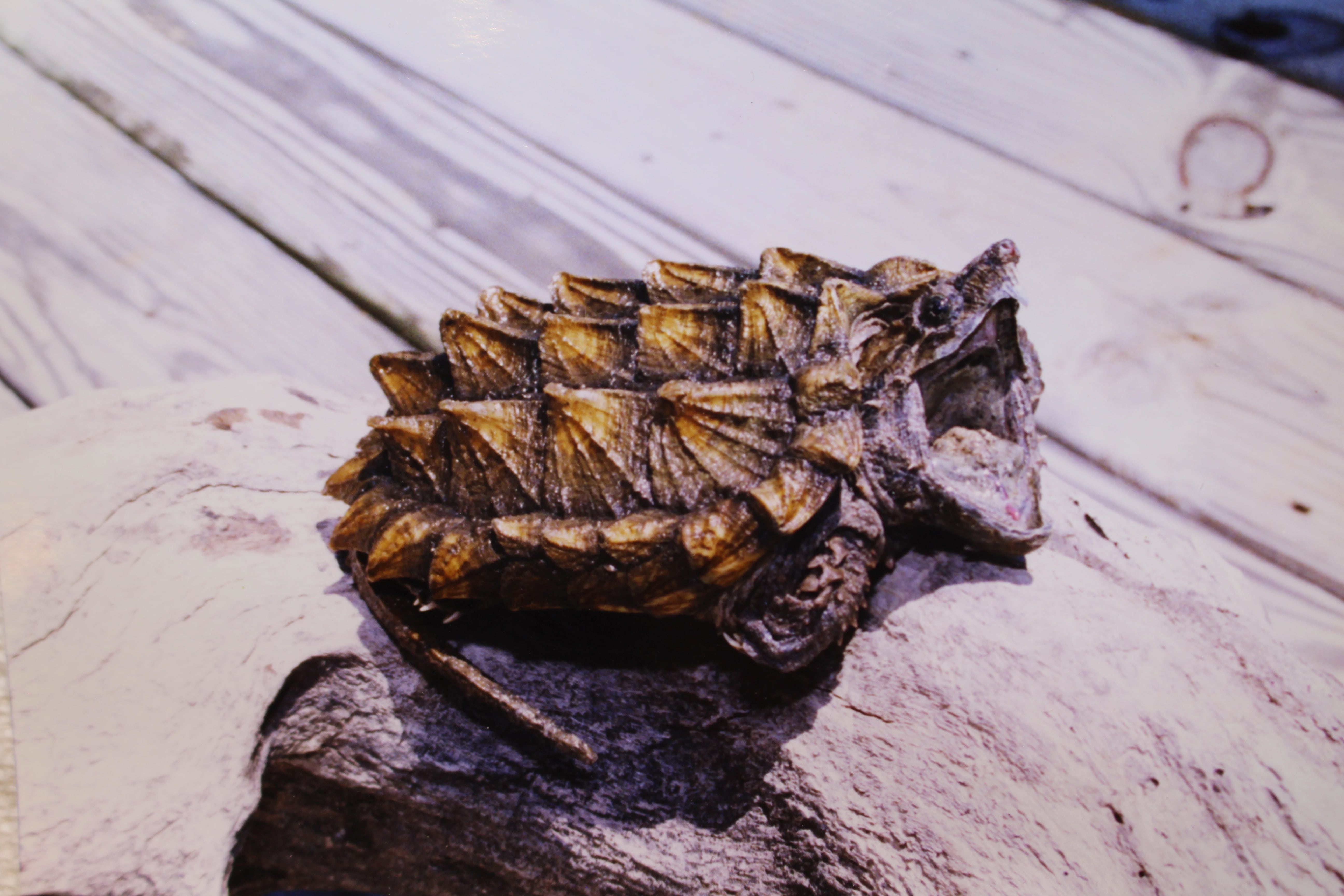 alligator snapping turtle picture