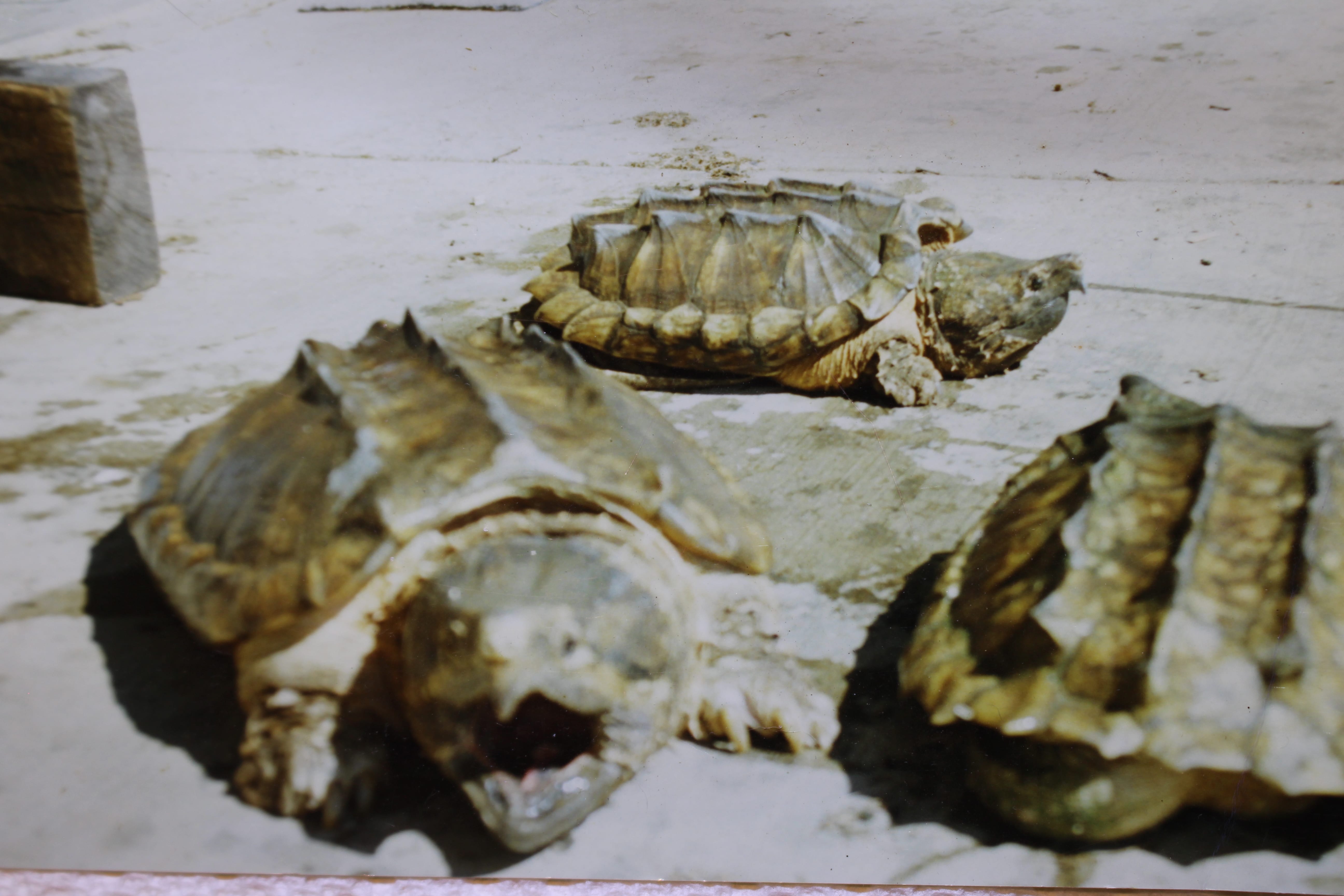 alligator snapping turtle picture