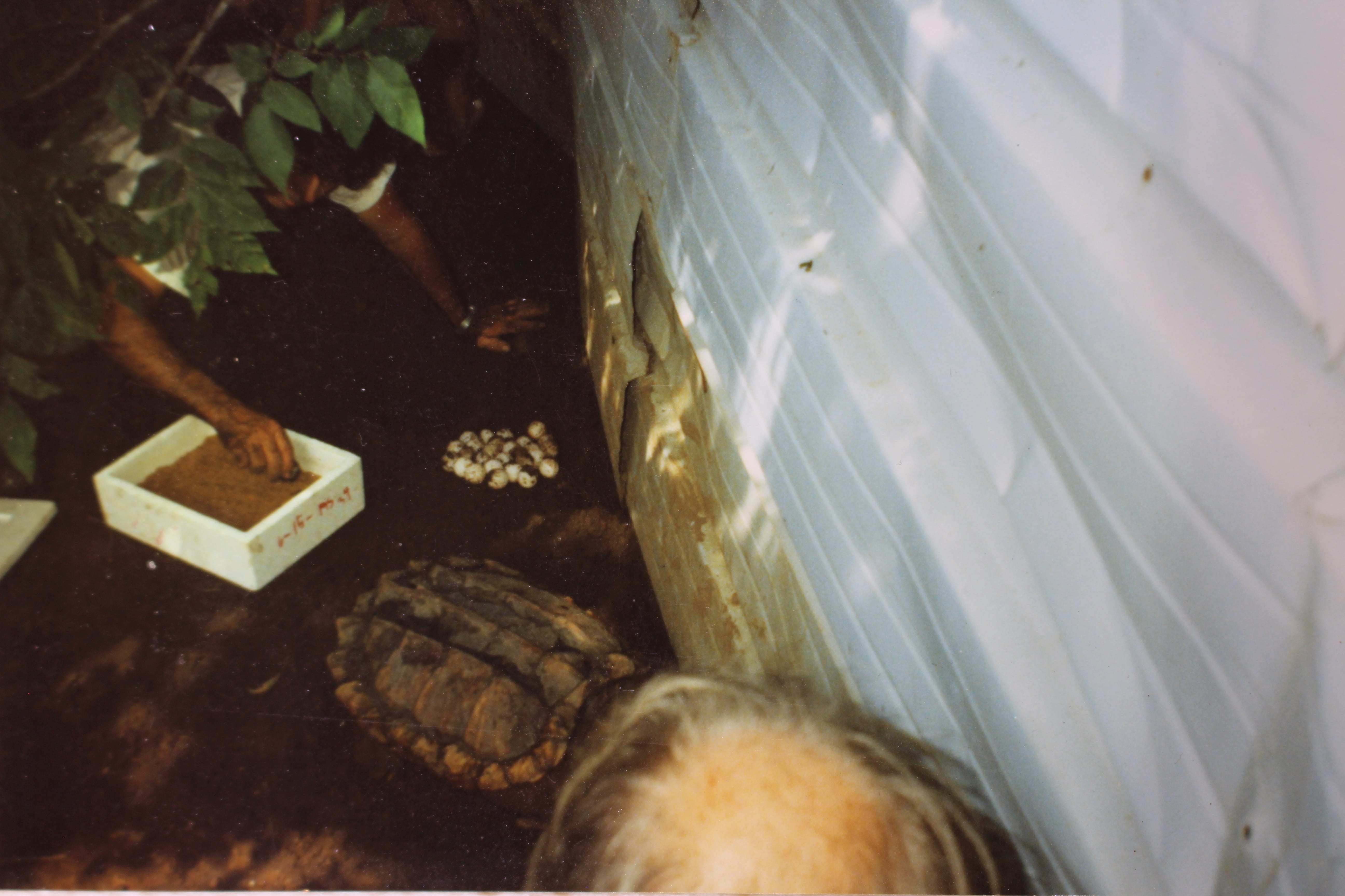 alligator snapping turtle picture