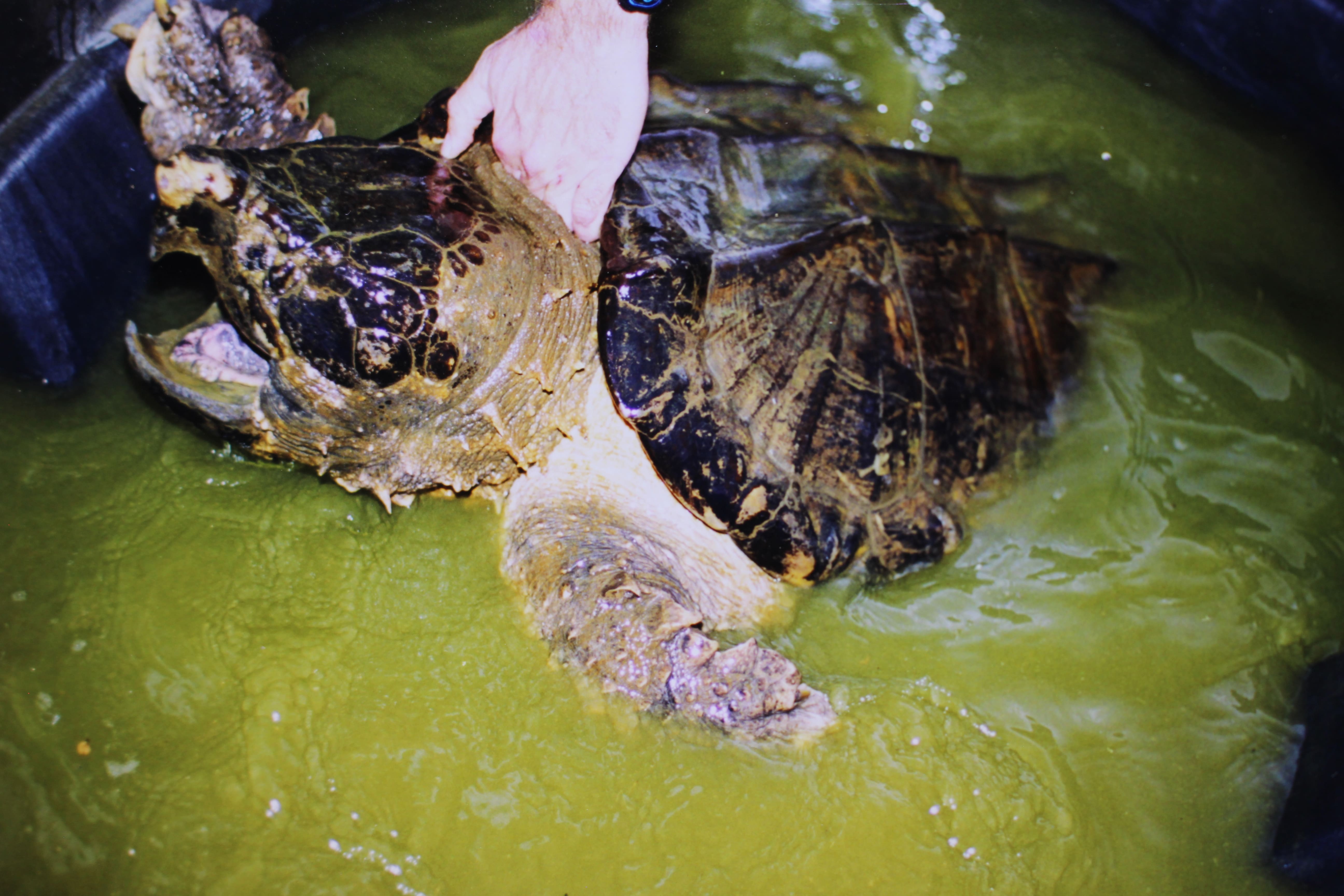 alligator snapping turtle picture