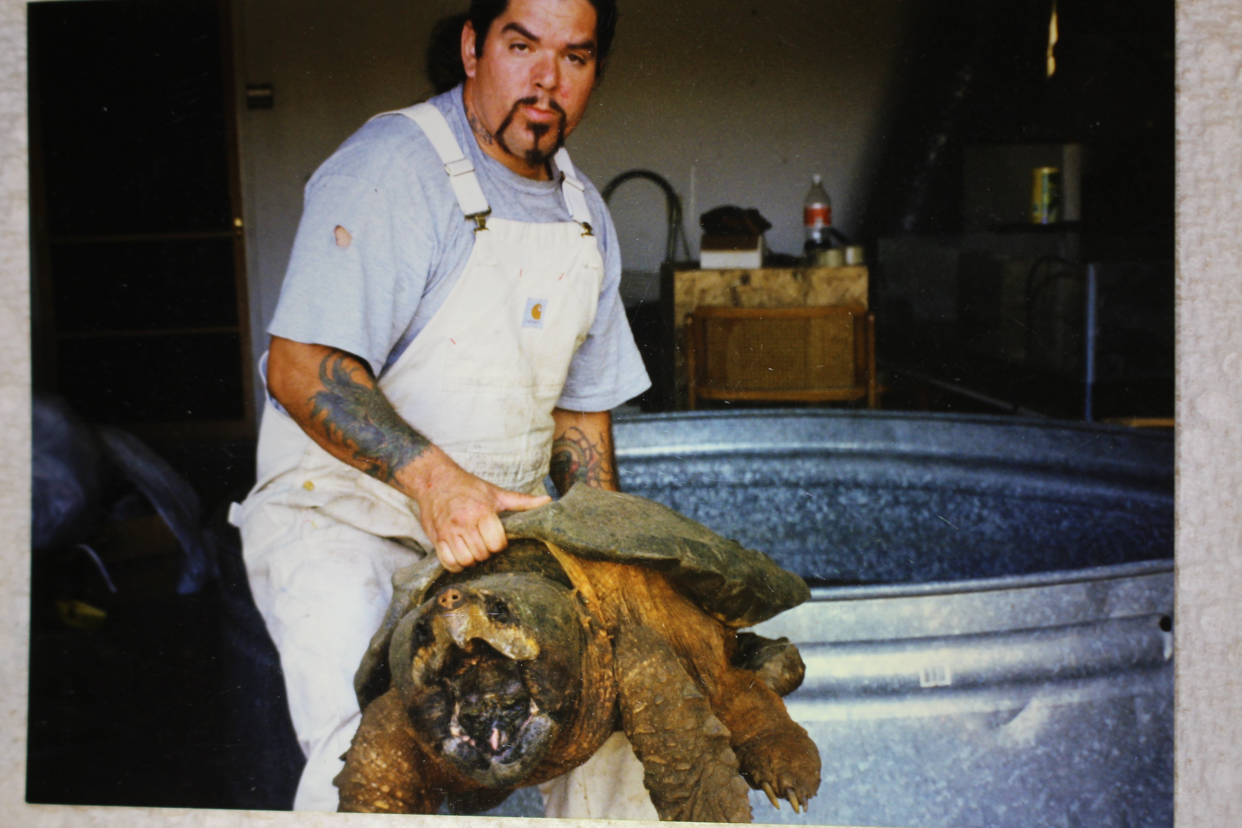 alligator snapping turtle picture