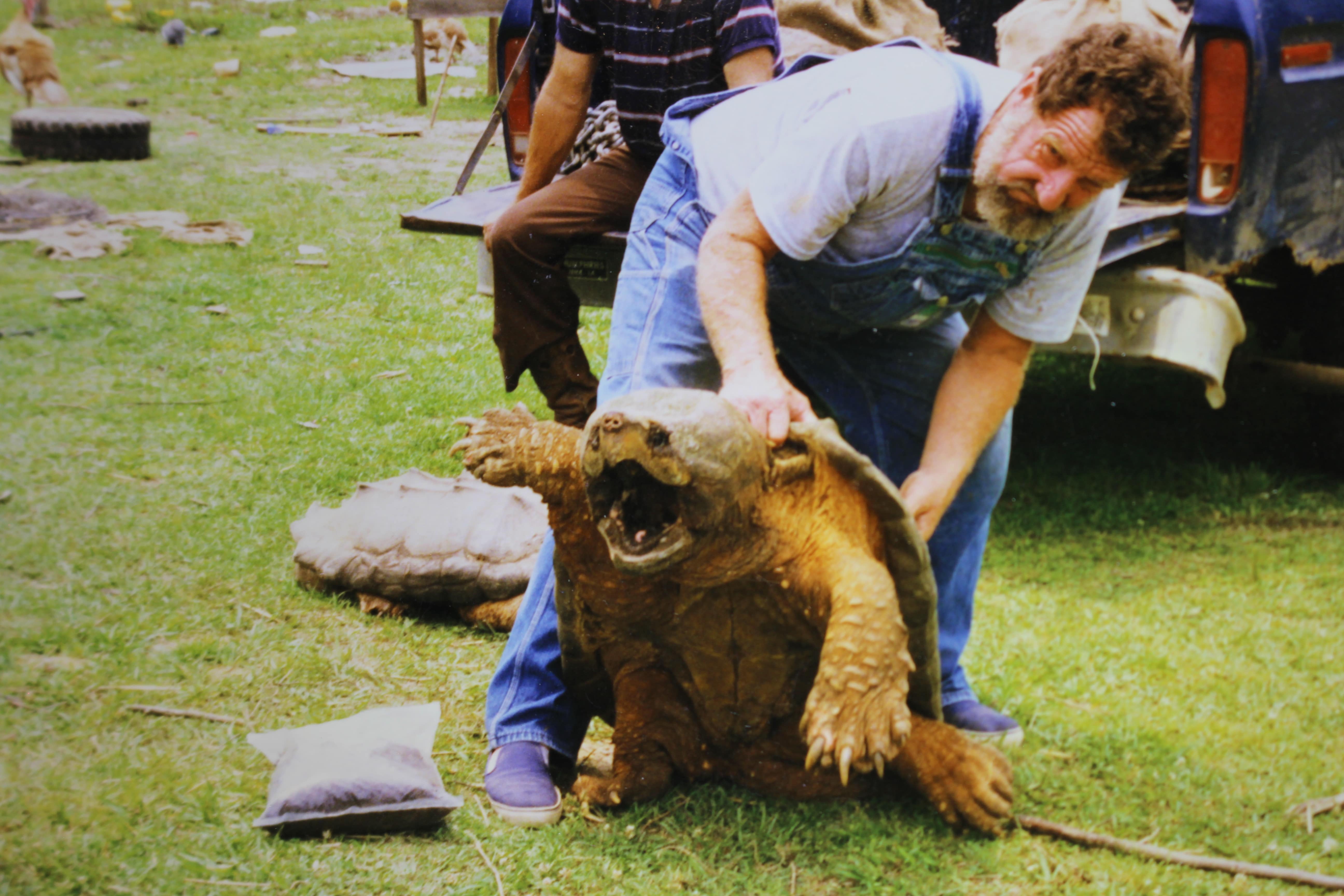 alligator snapping turtle picture