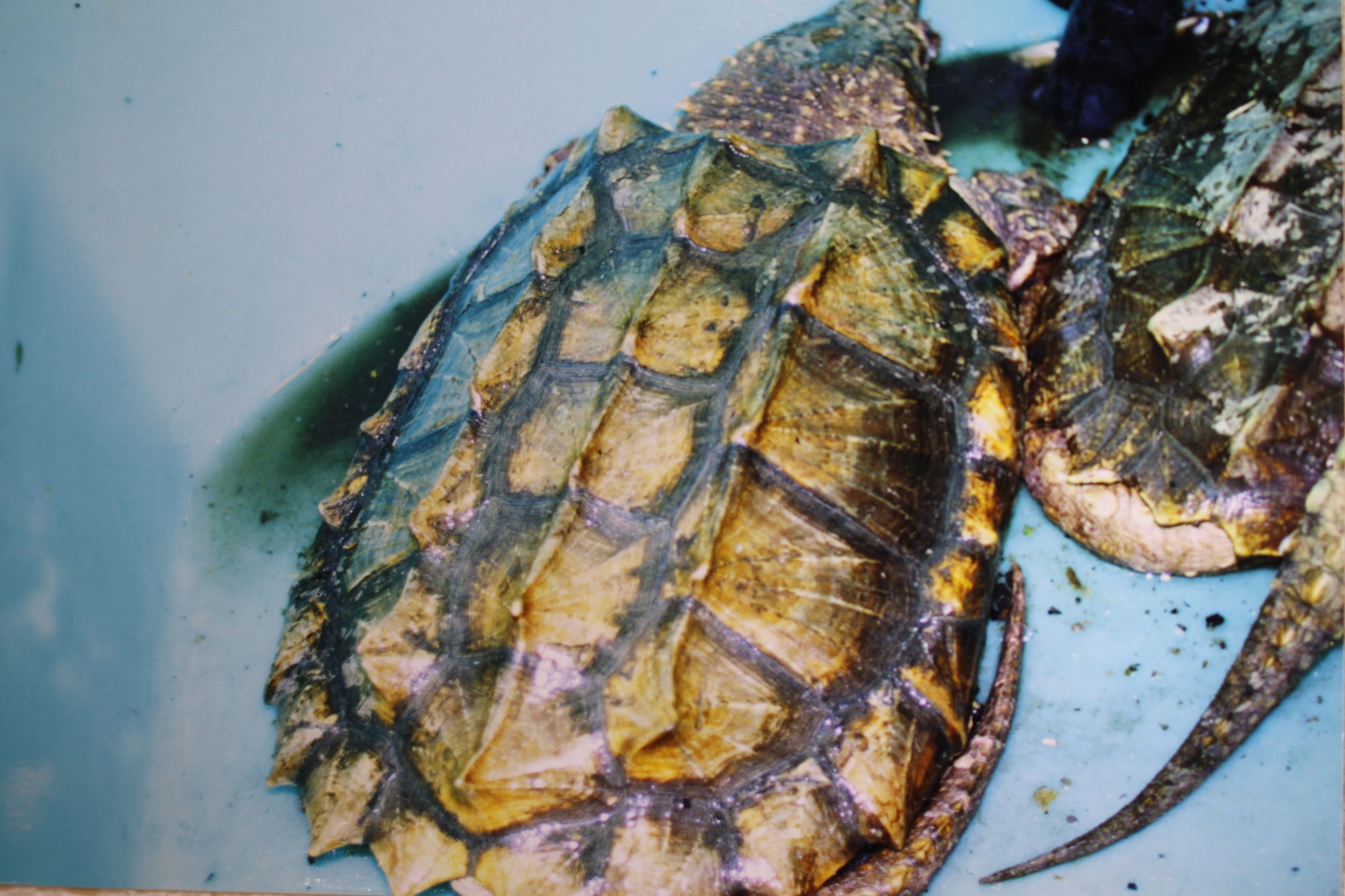 alligator snapping turtle picture