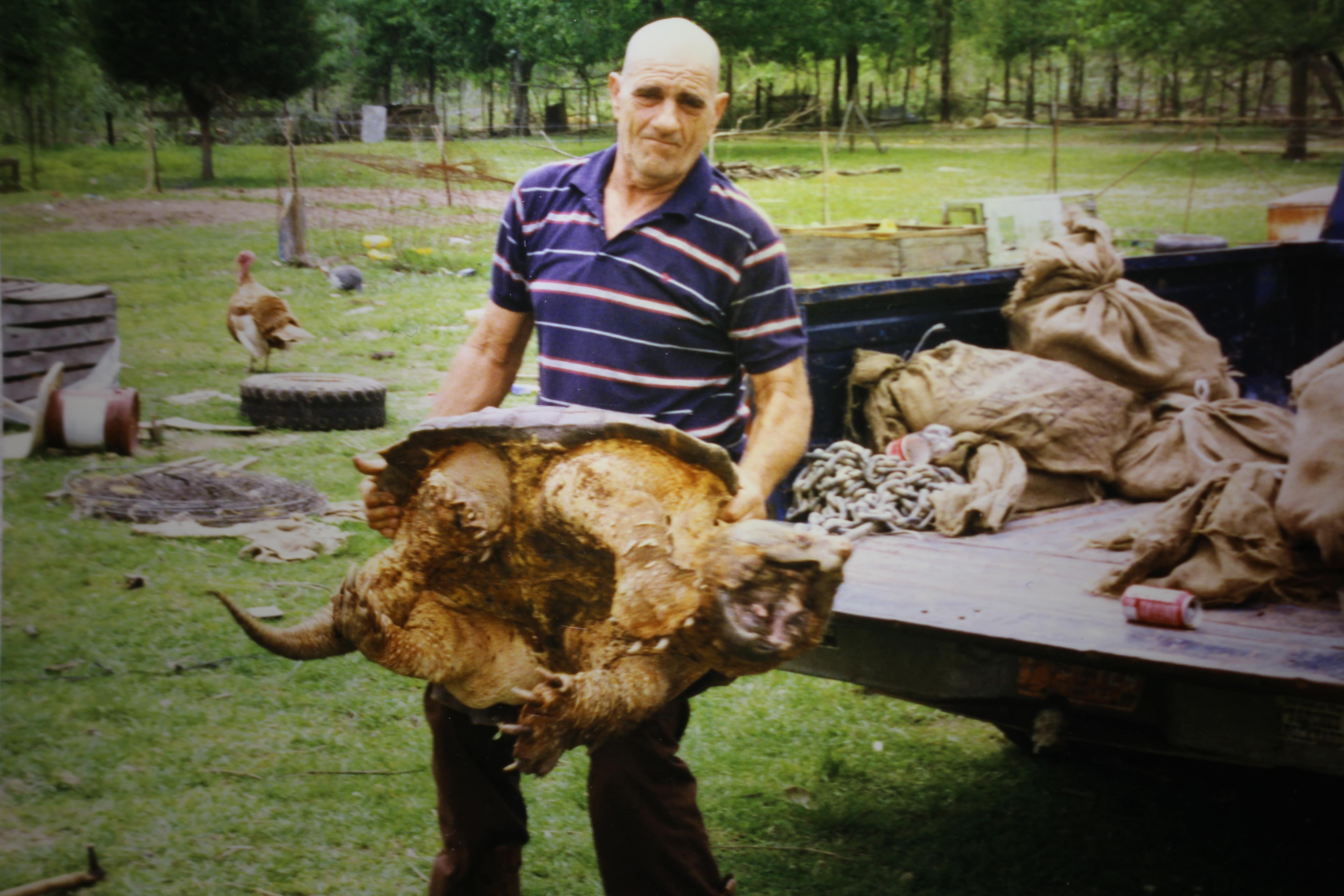 alligator snapping turtle picture