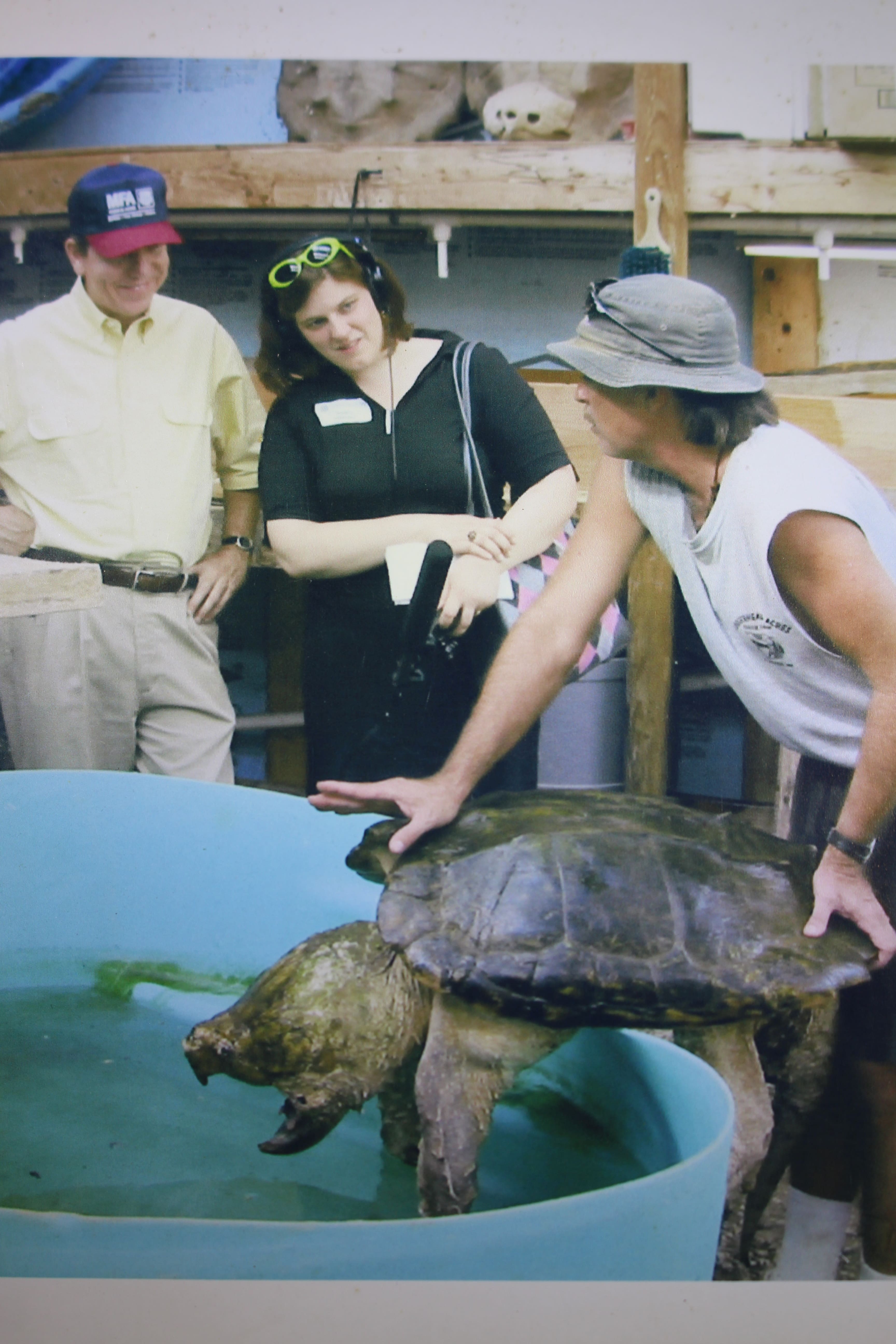 alligator snapping turtle picture