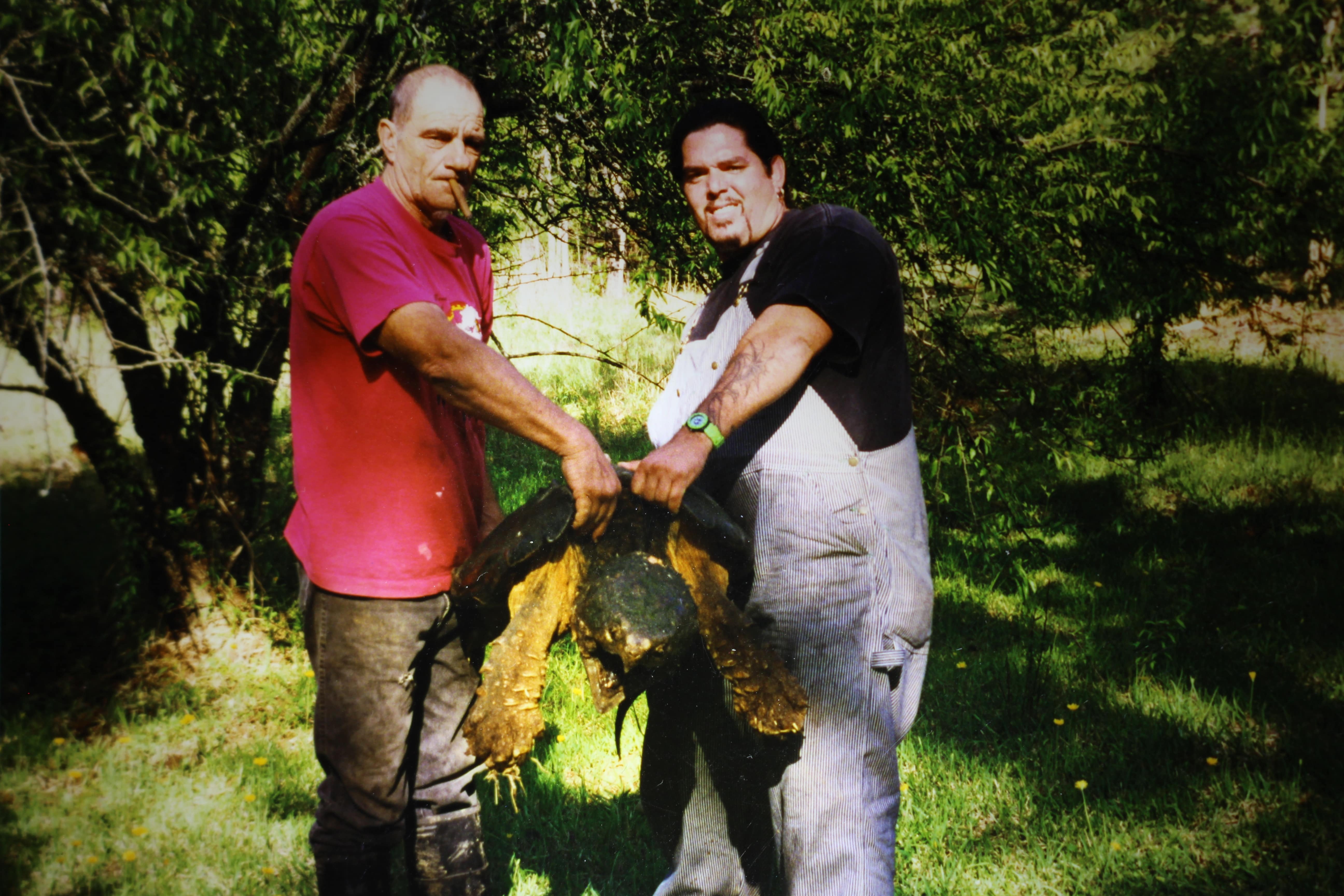 alligator snapping turtle picture