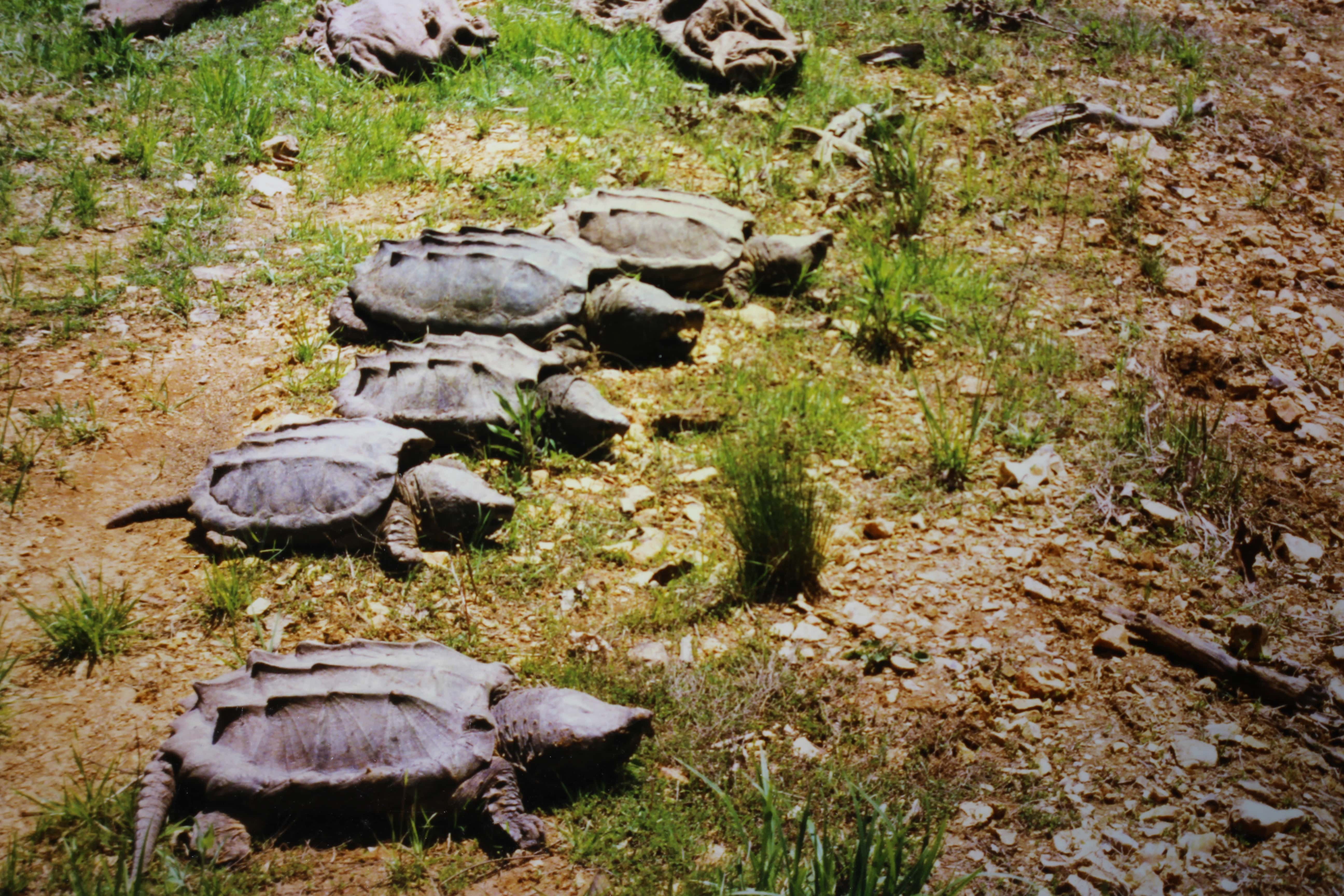 alligator snapping turtle picture