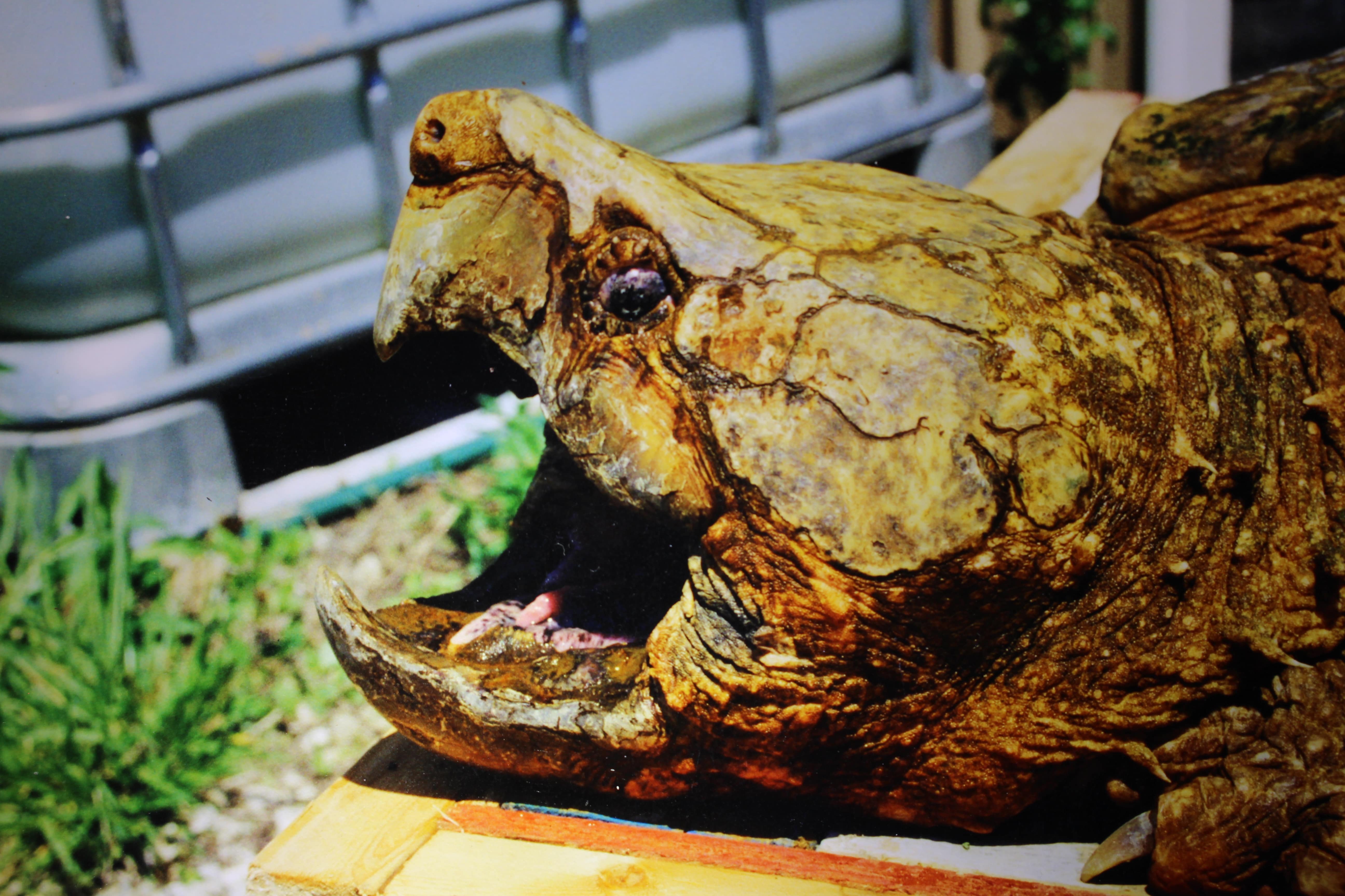 alligator snapping turtle picture