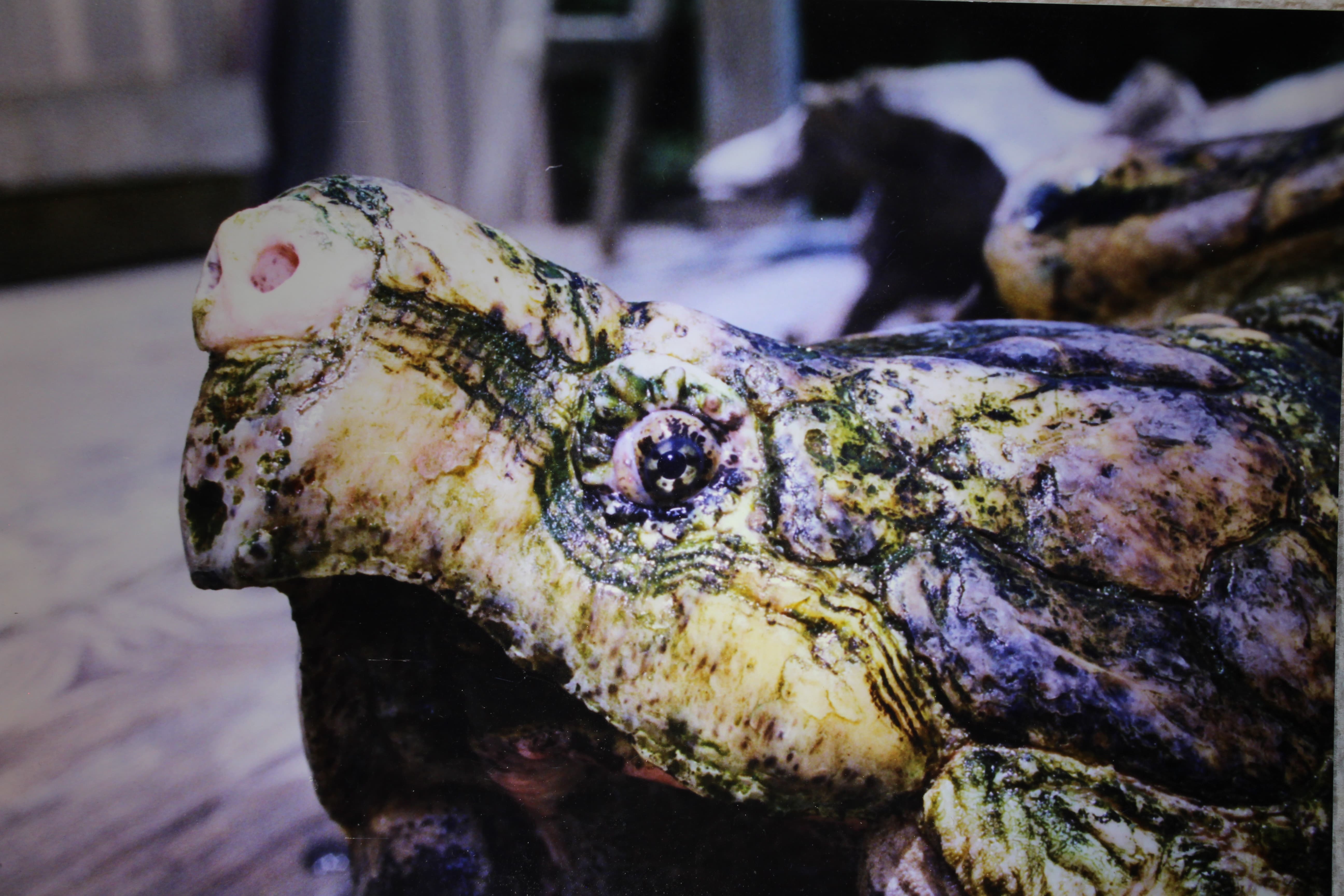 alligator snapping turtle picture