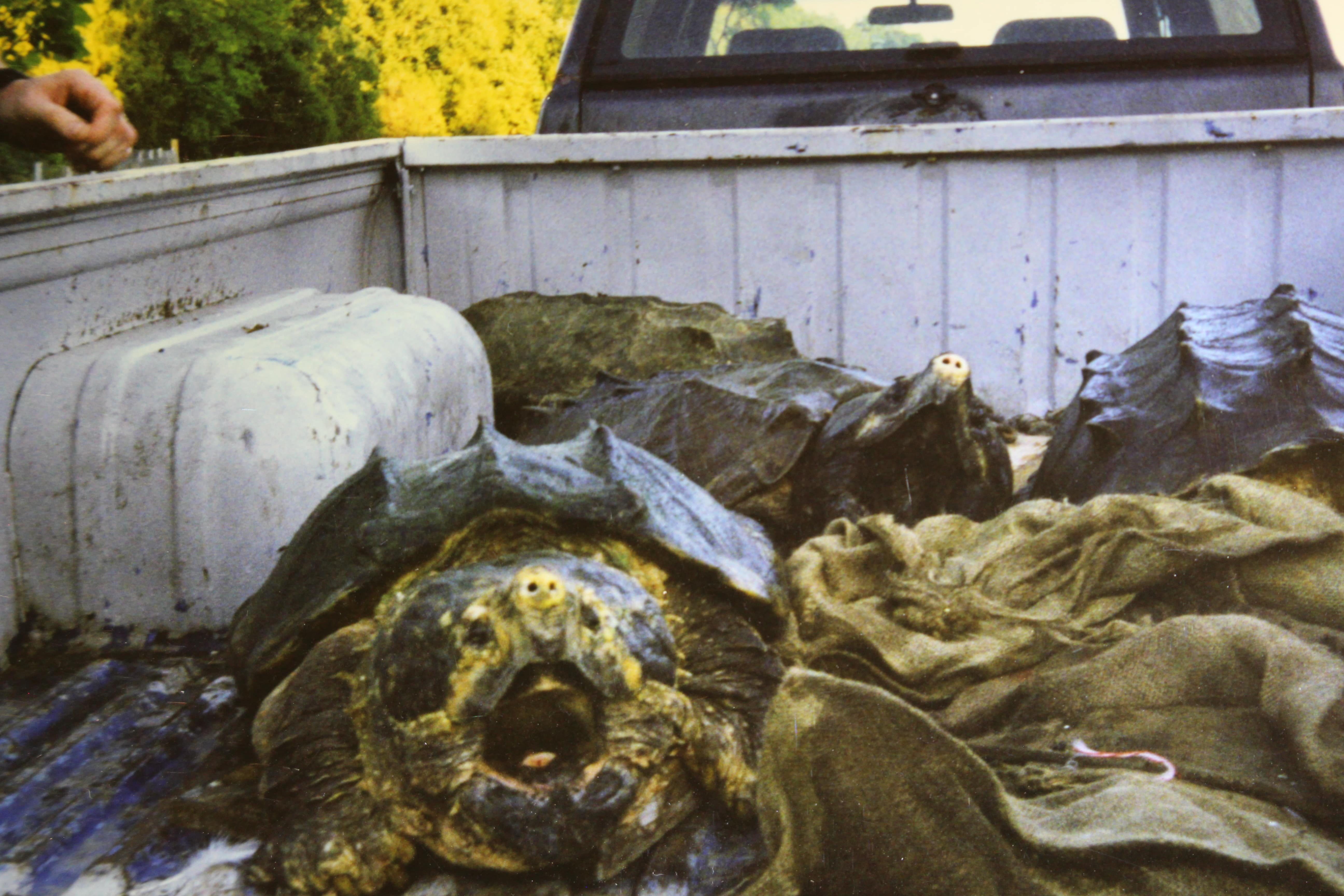 alligator snapping turtle picture