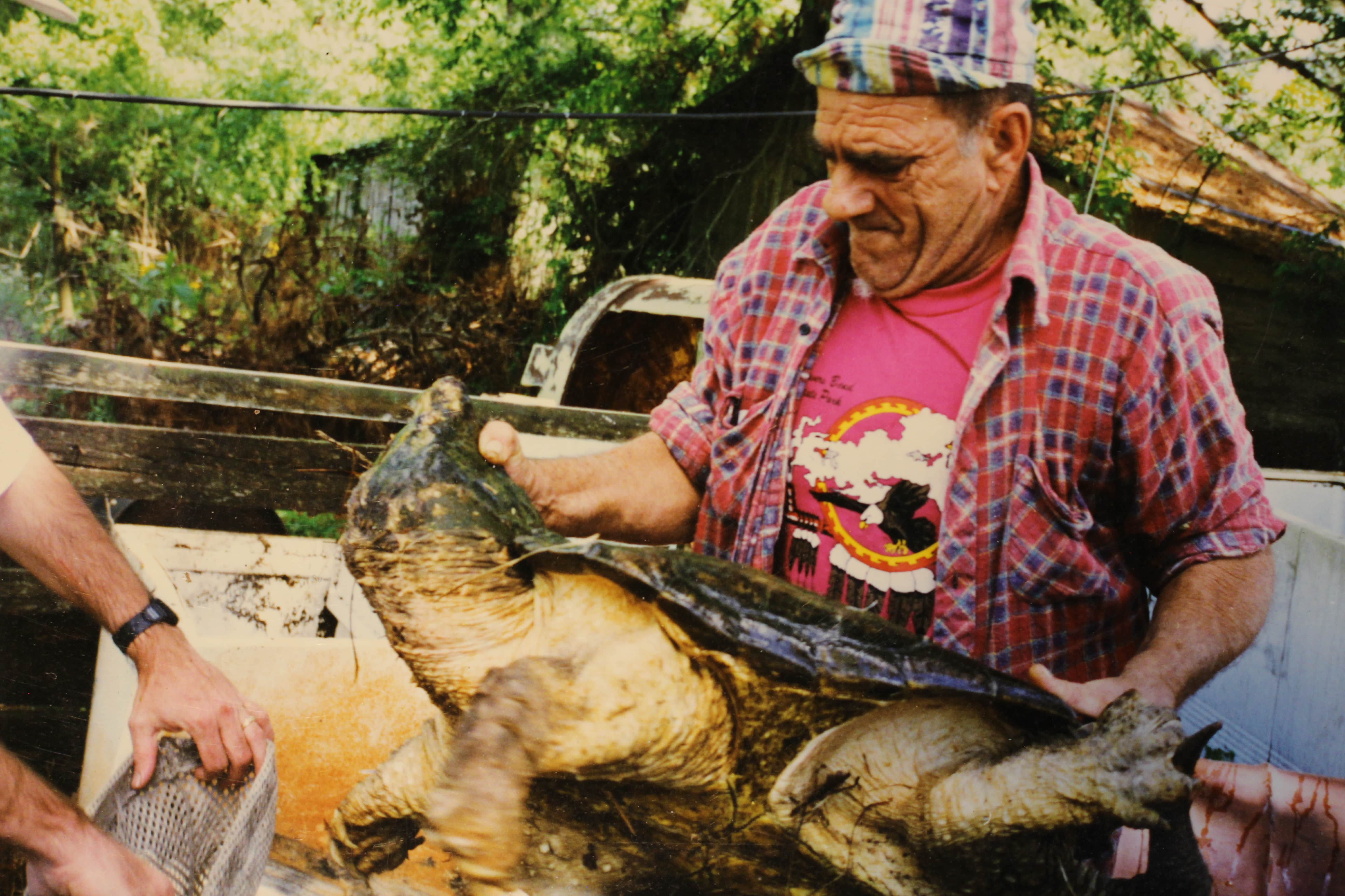 alligator snapping turtle picture