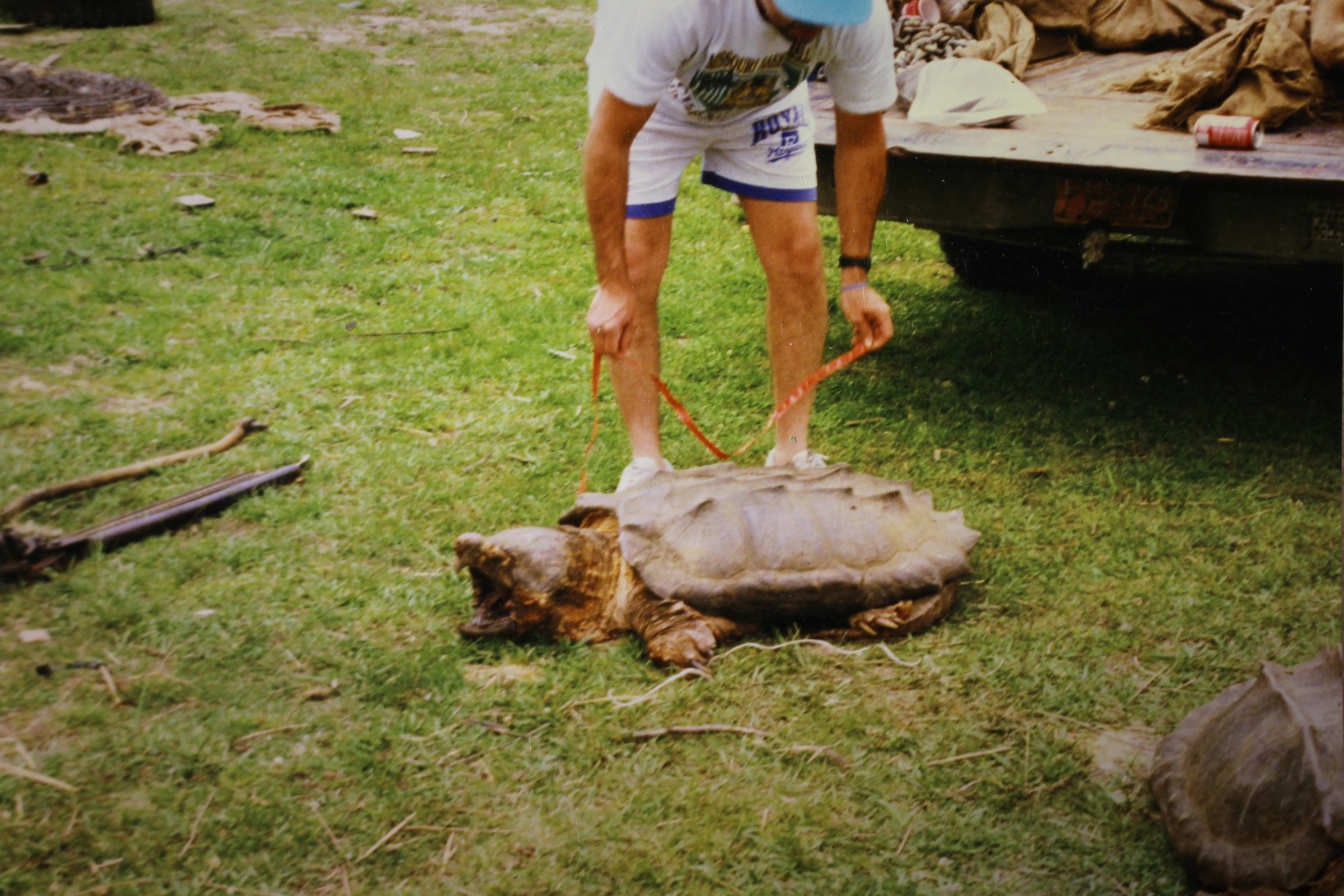 alligator snapping turtle picture