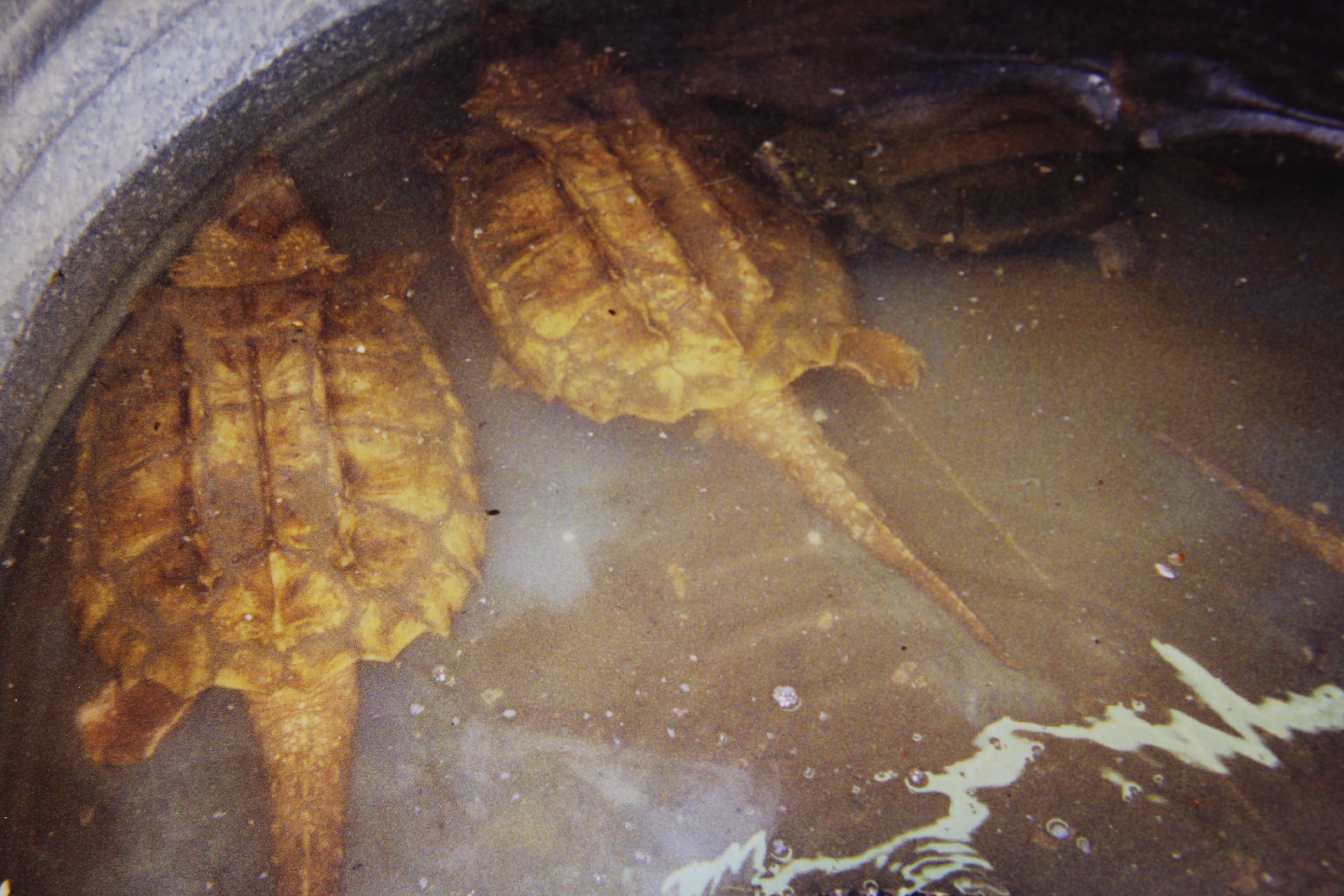 alligator snapping turtle picture