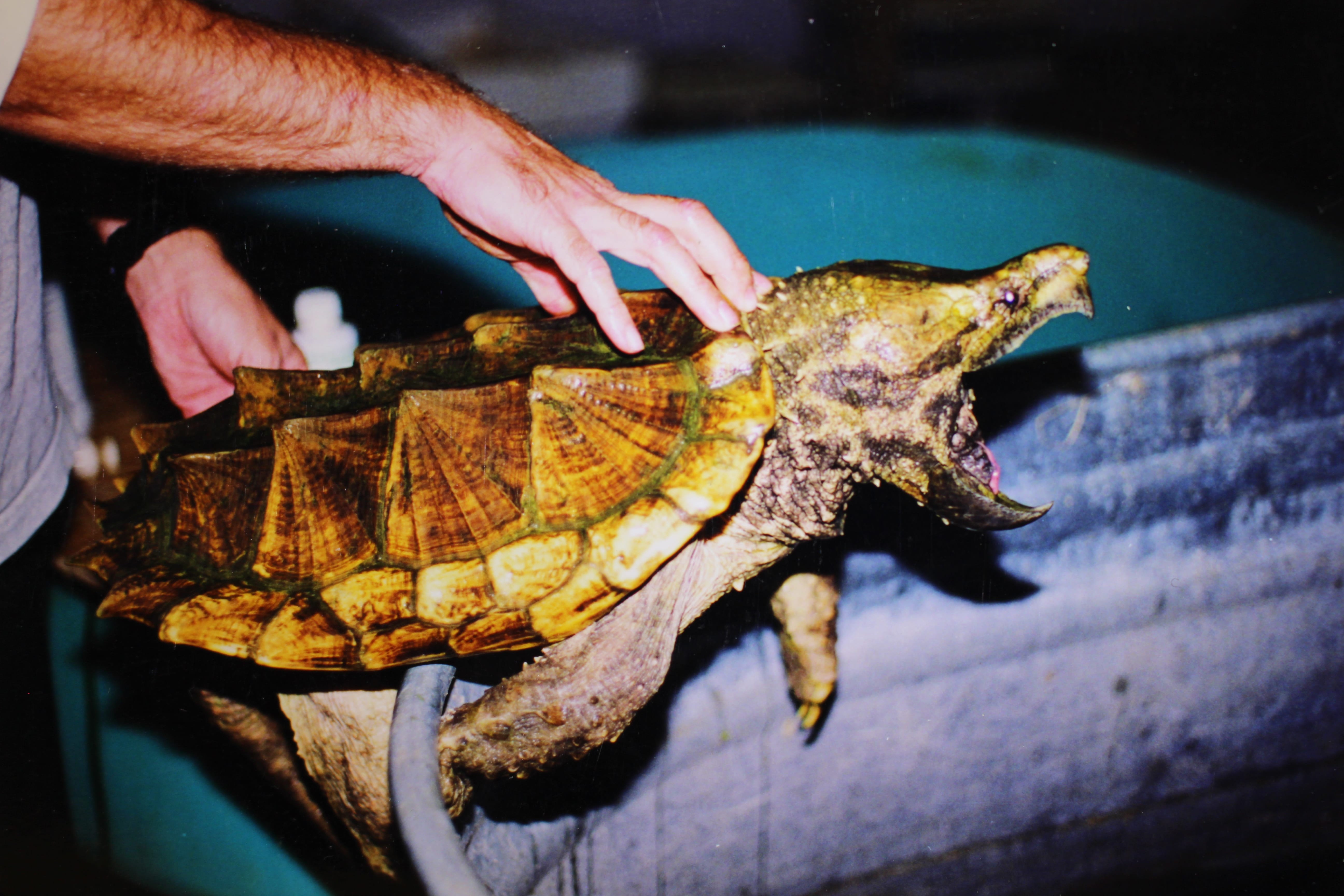 alligator snapping turtle picture