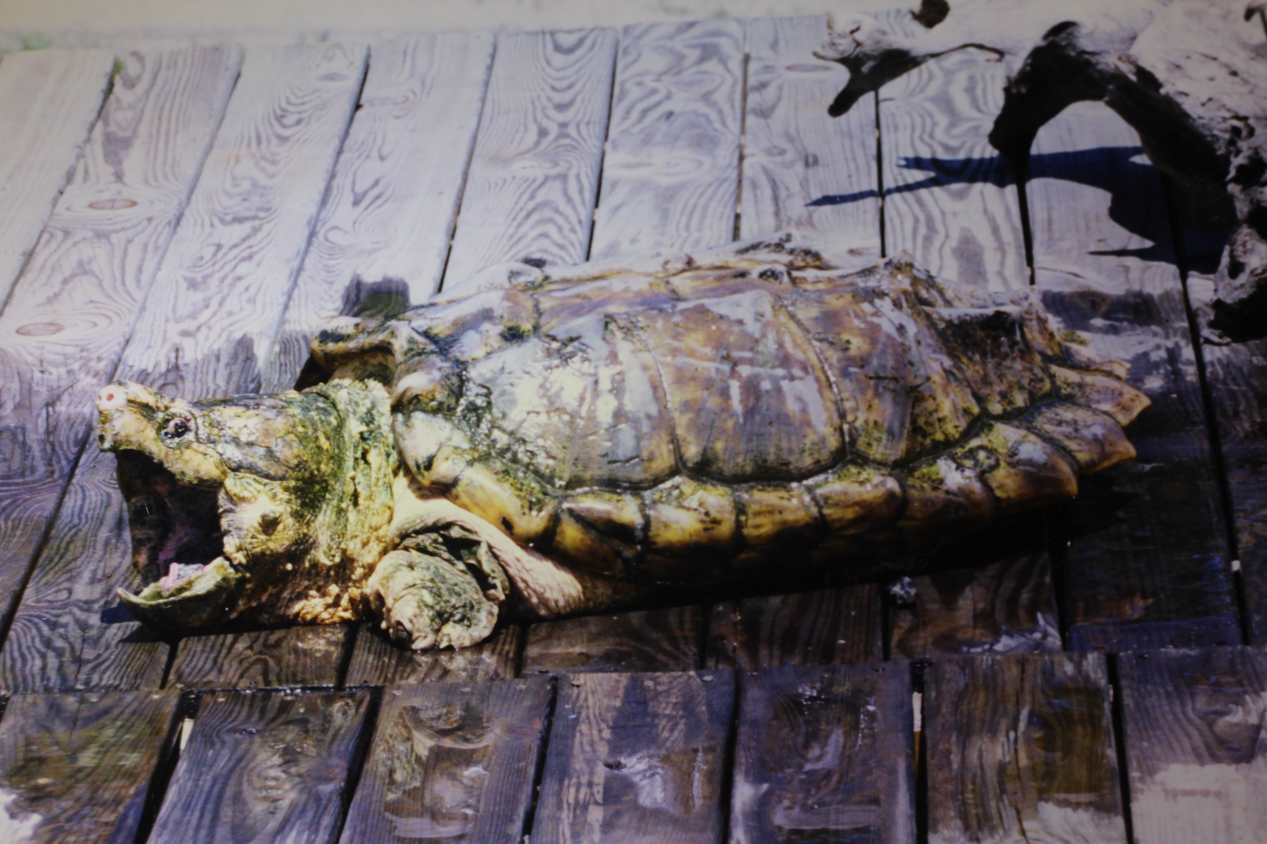 alligator snapping turtle picture