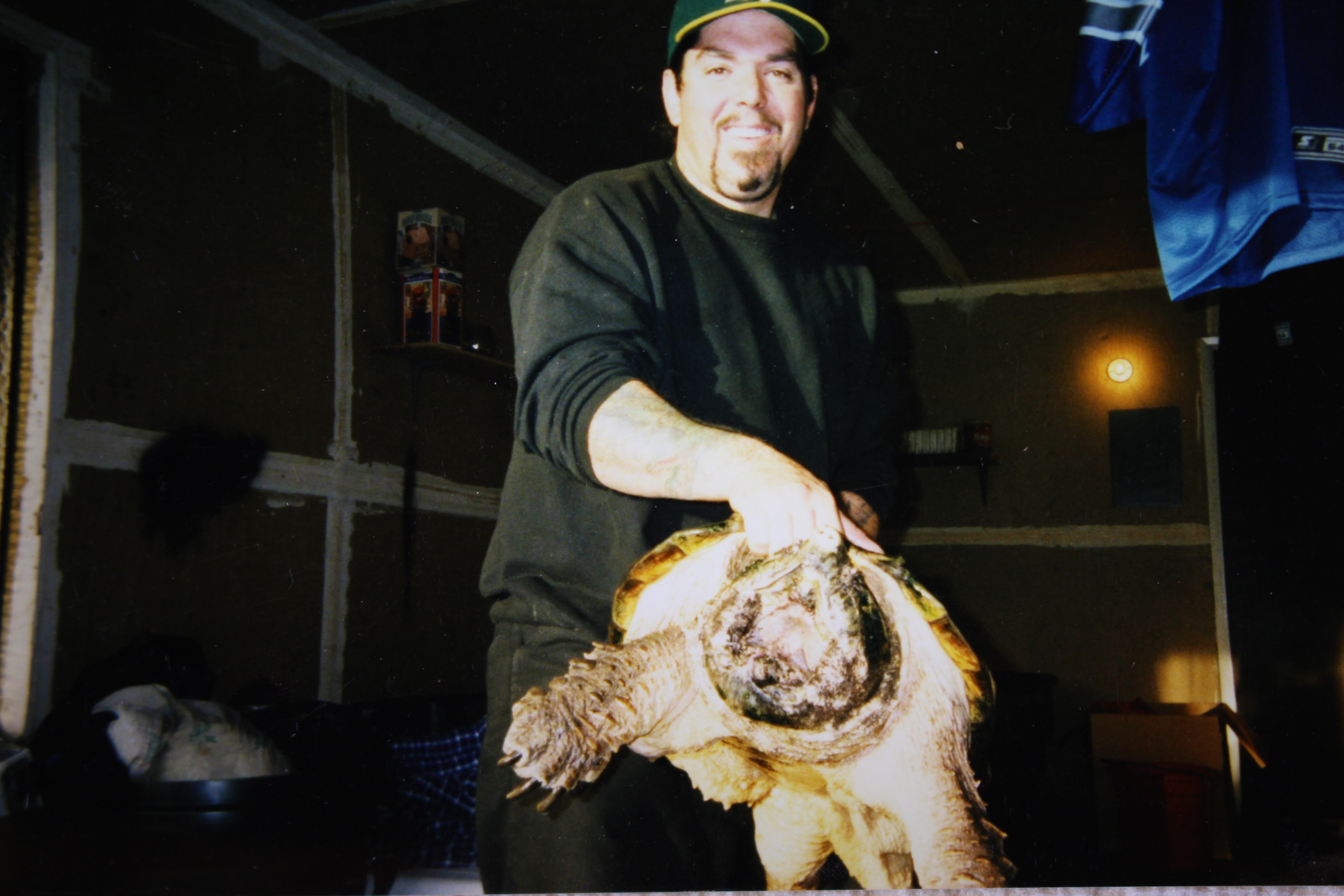 alligator snapping turtle picture