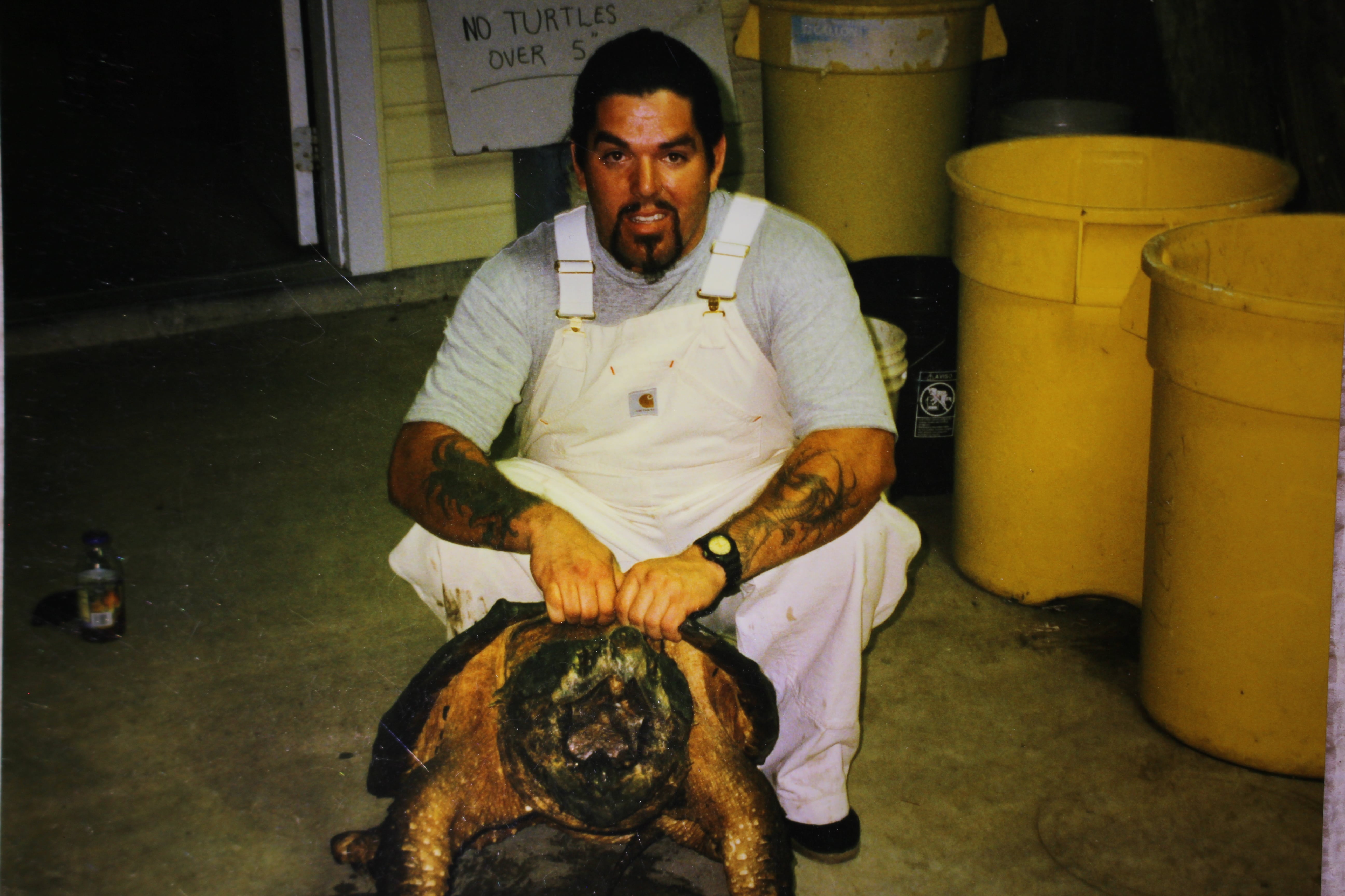 alligator snapping turtle picture