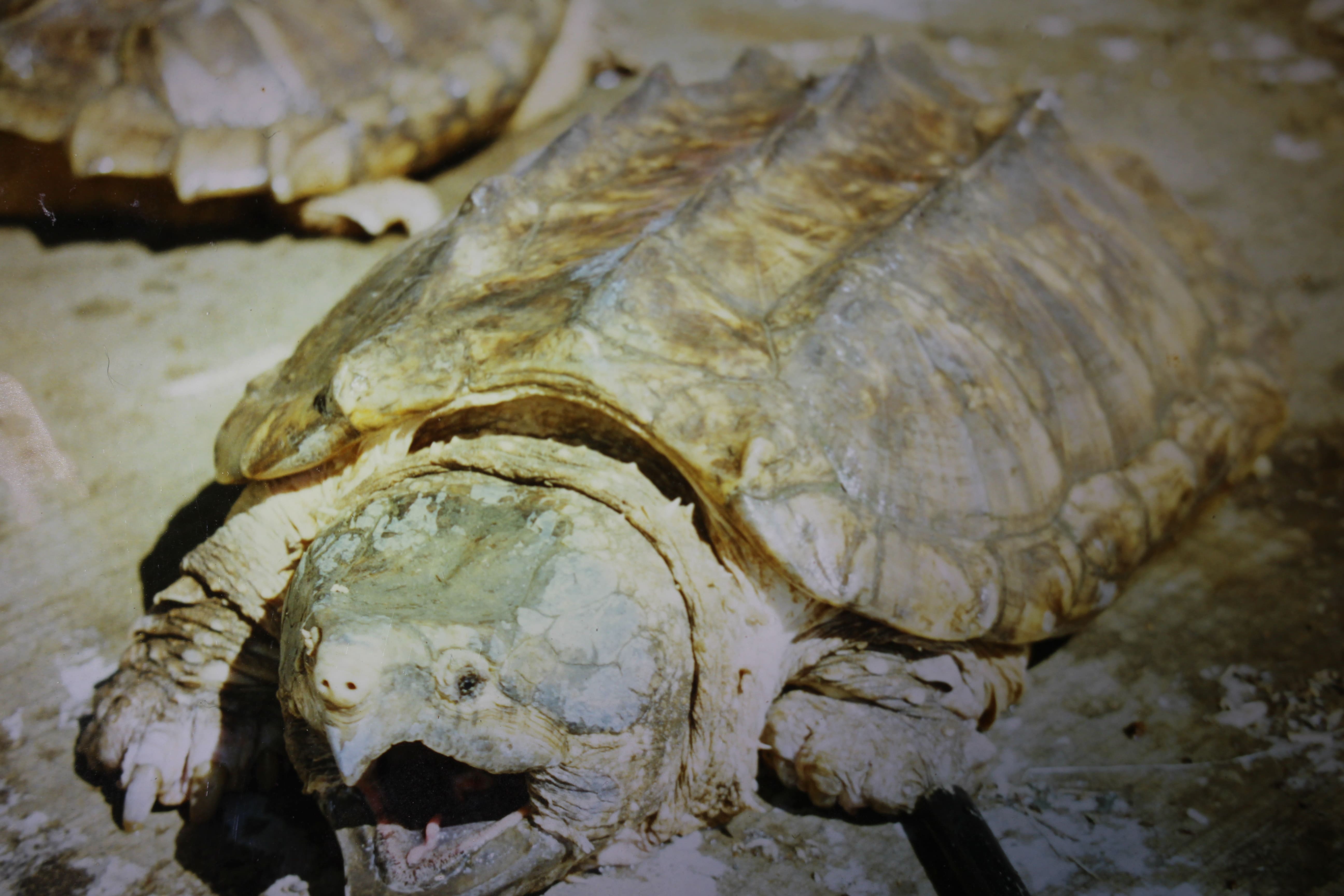 alligator snapping turtle picture