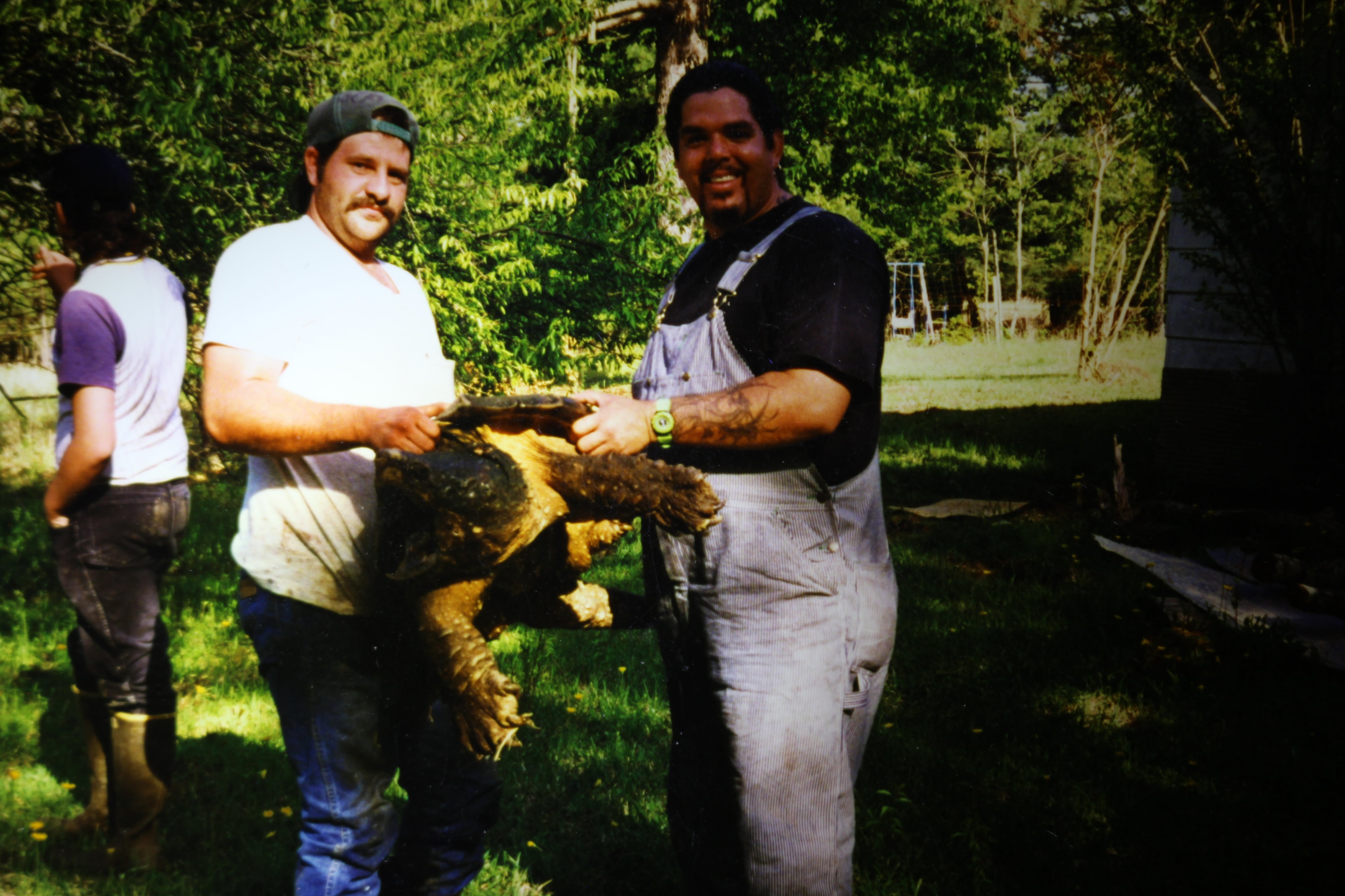 alligator snapping turtle picture