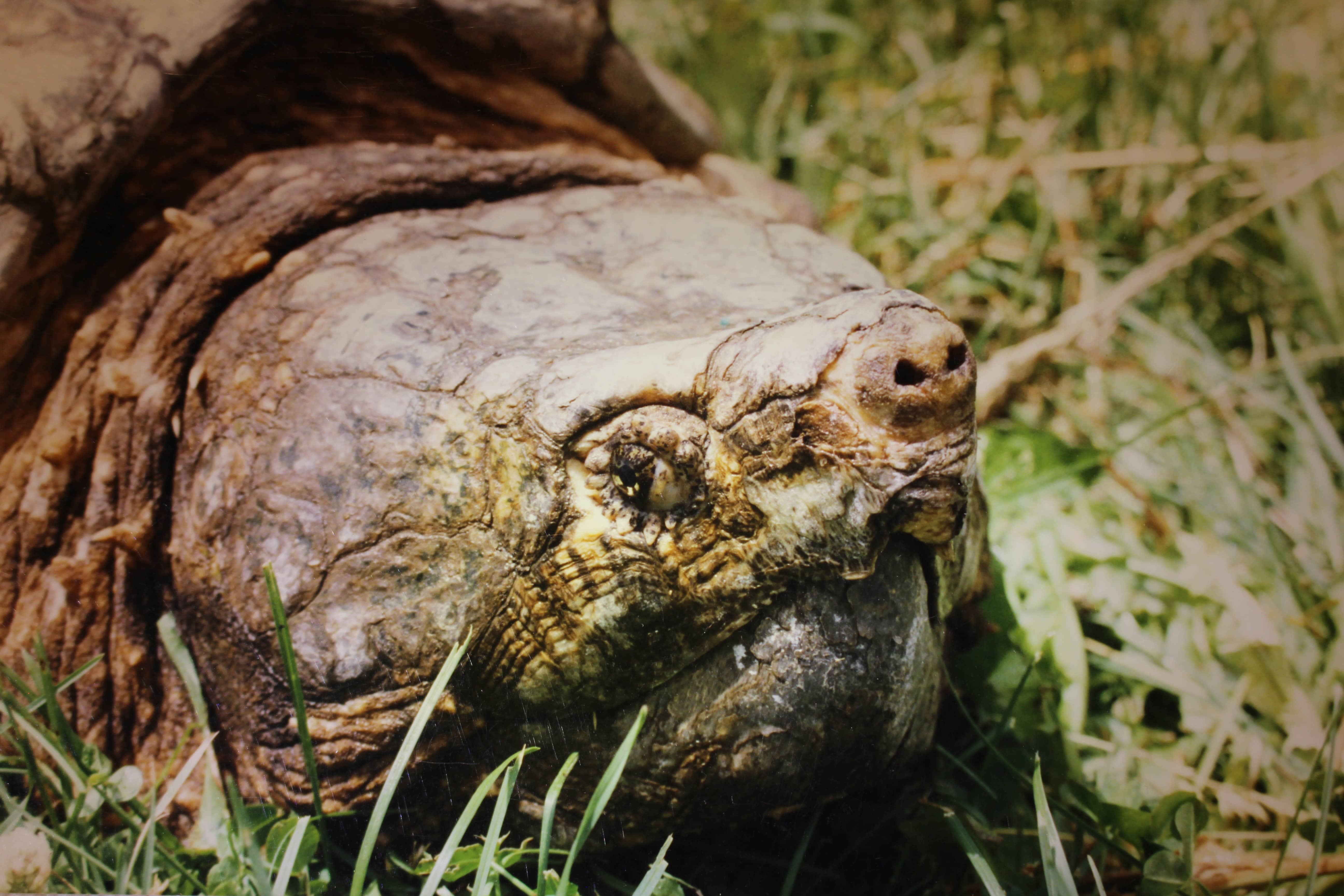 alligator snapping turtle picture