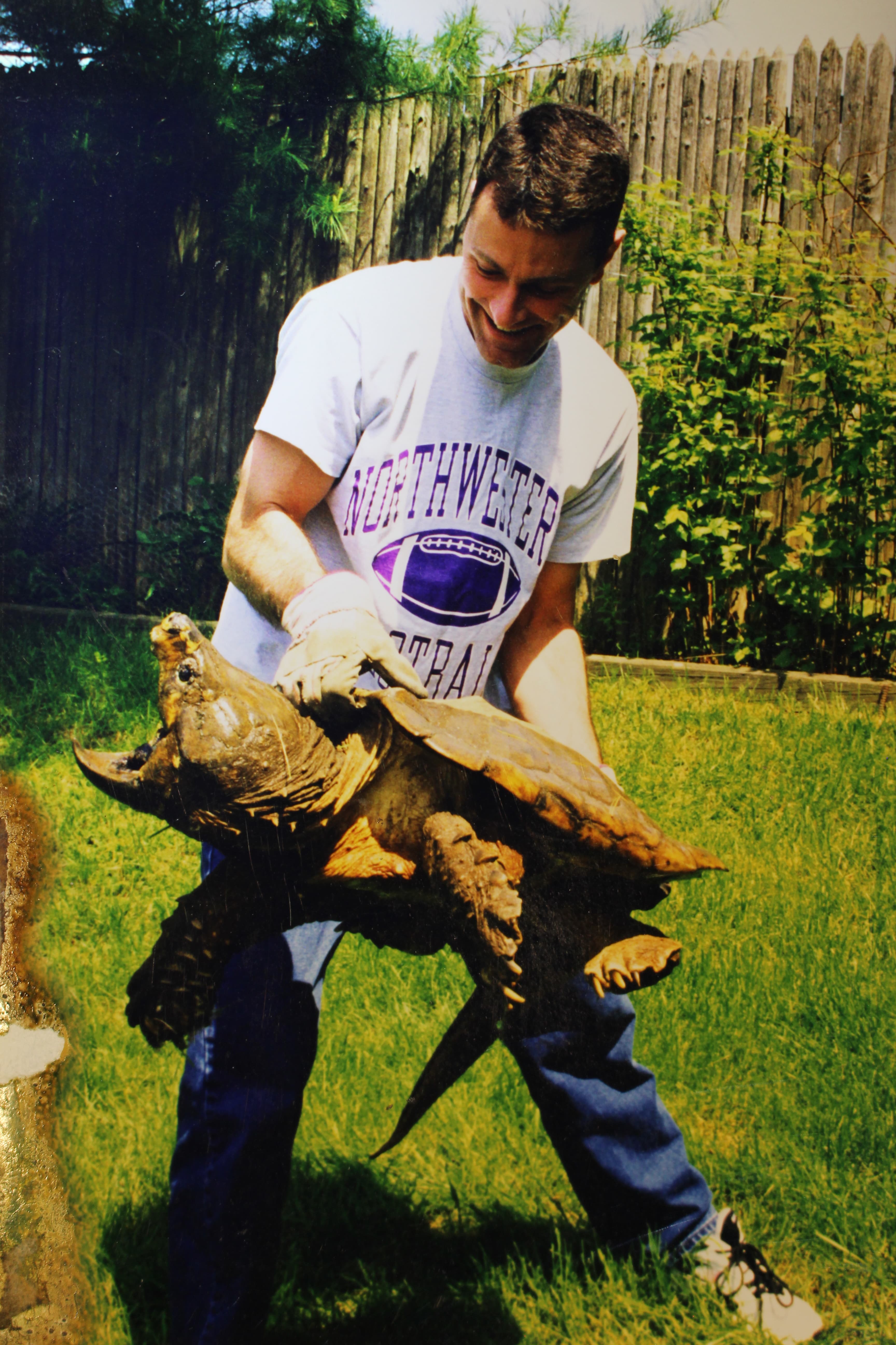 alligator snapping turtle picture