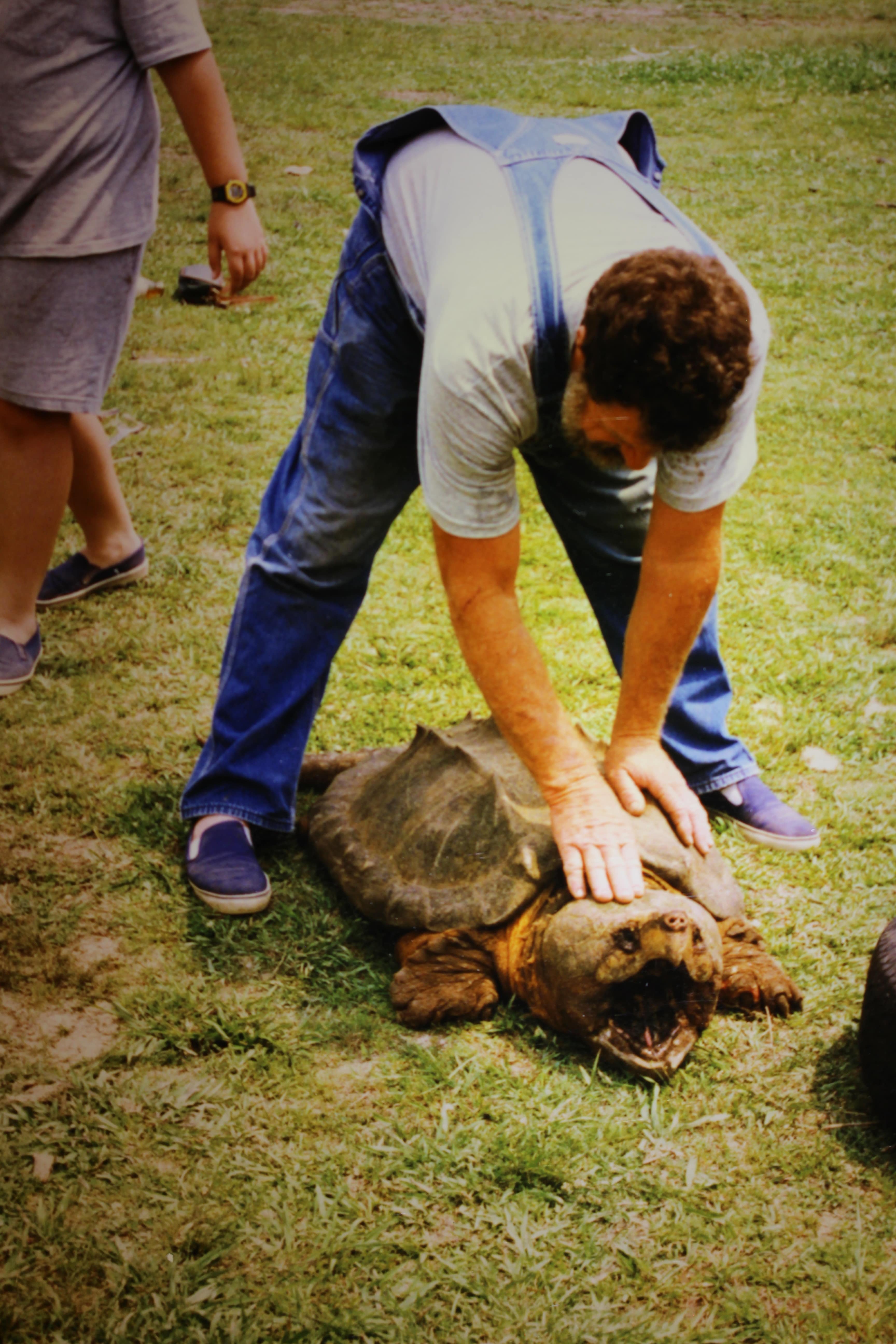 alligator snapping turtle picture