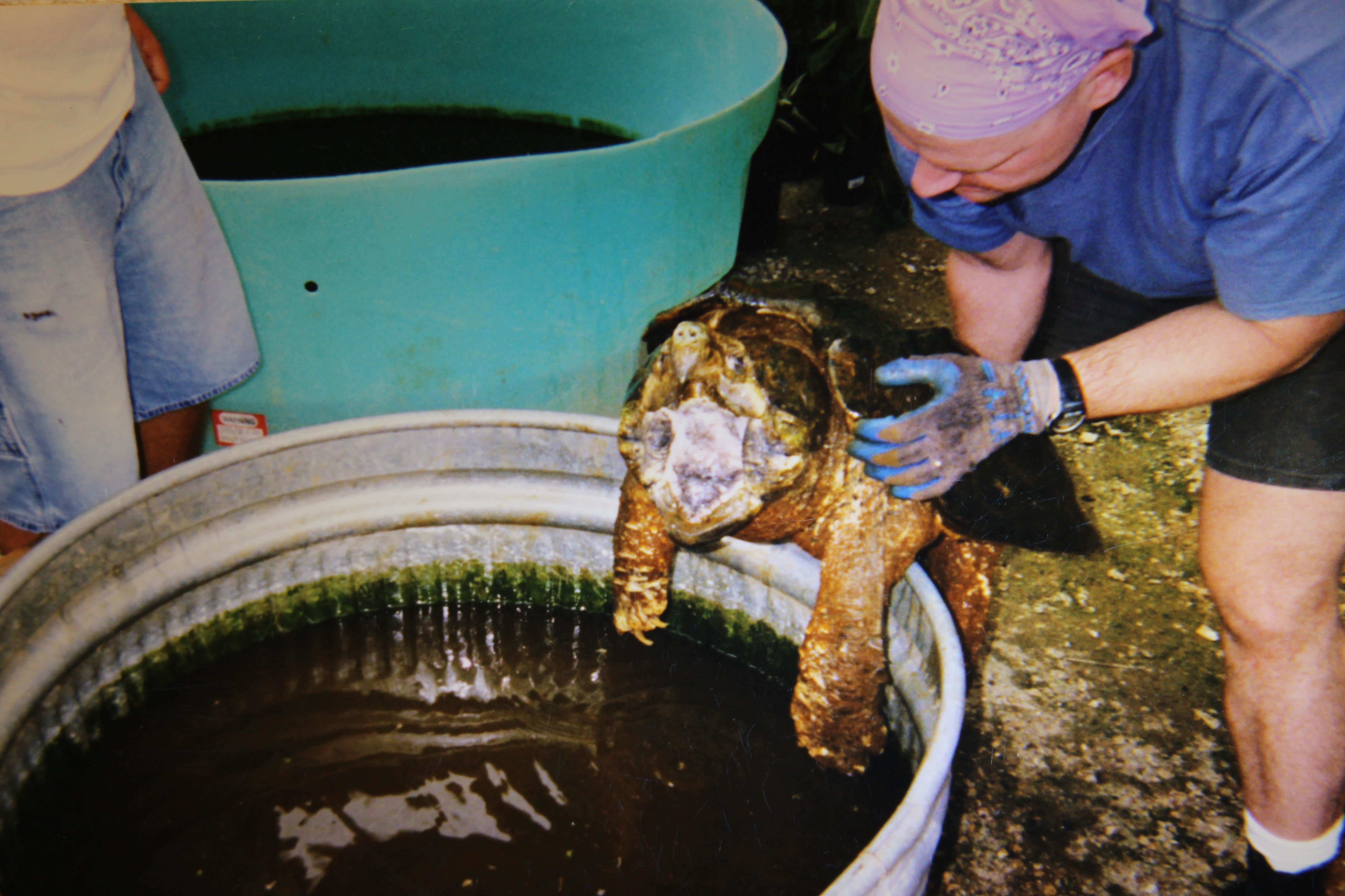 alligator snapping turtle picture