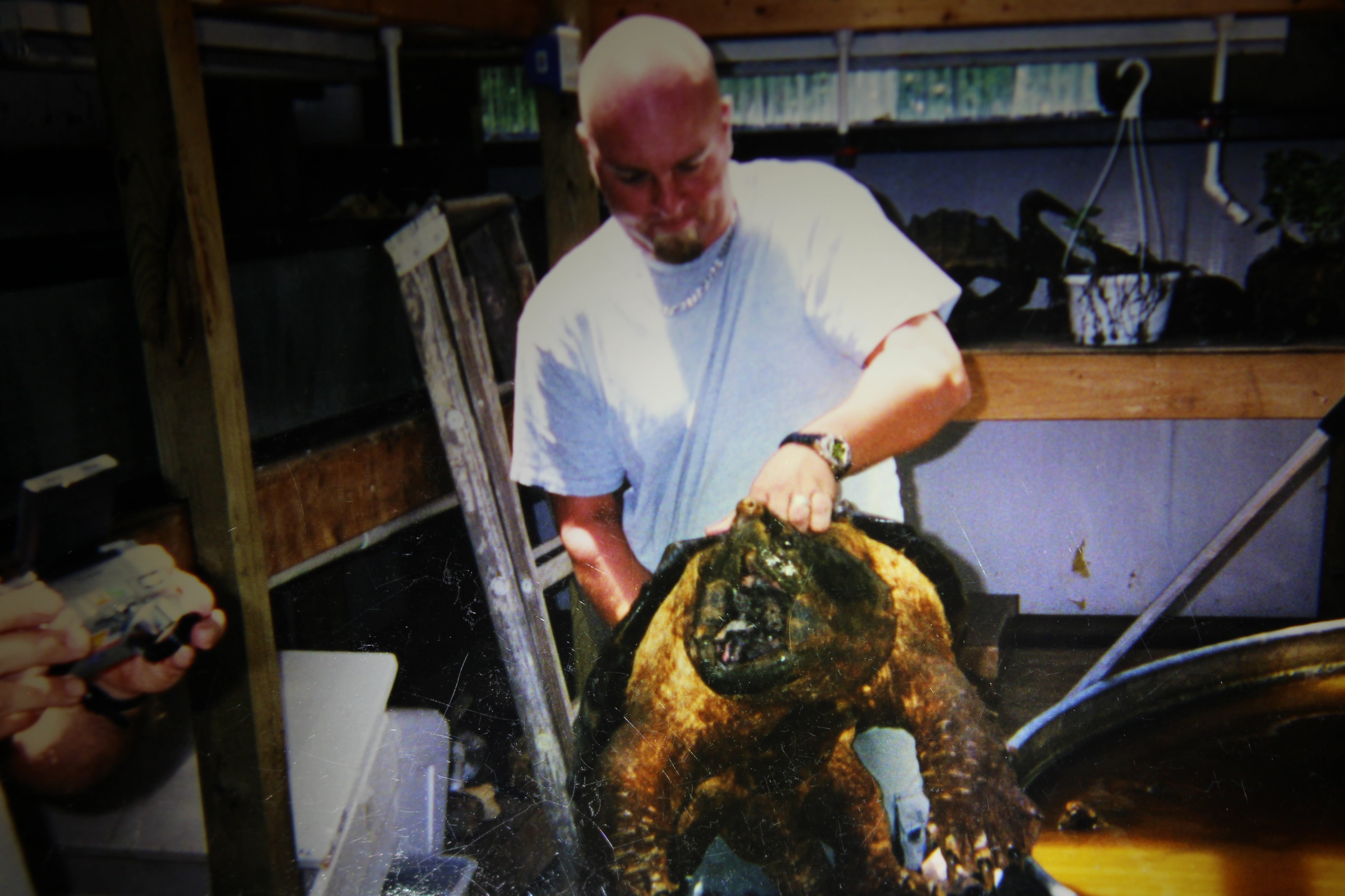 alligator snapping turtle picture